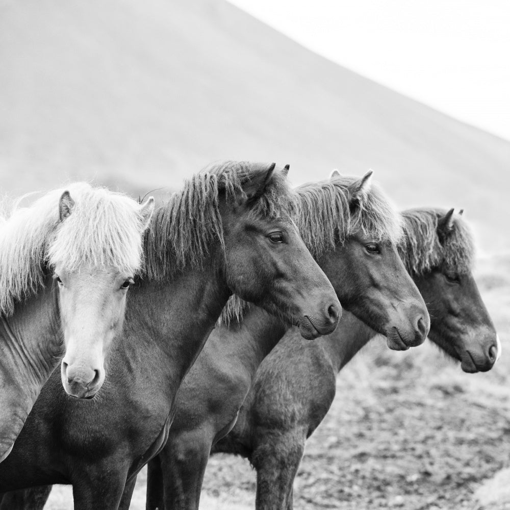 BandW Horses IX