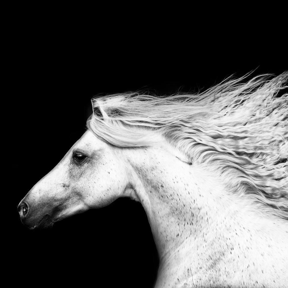 BandW Horses V