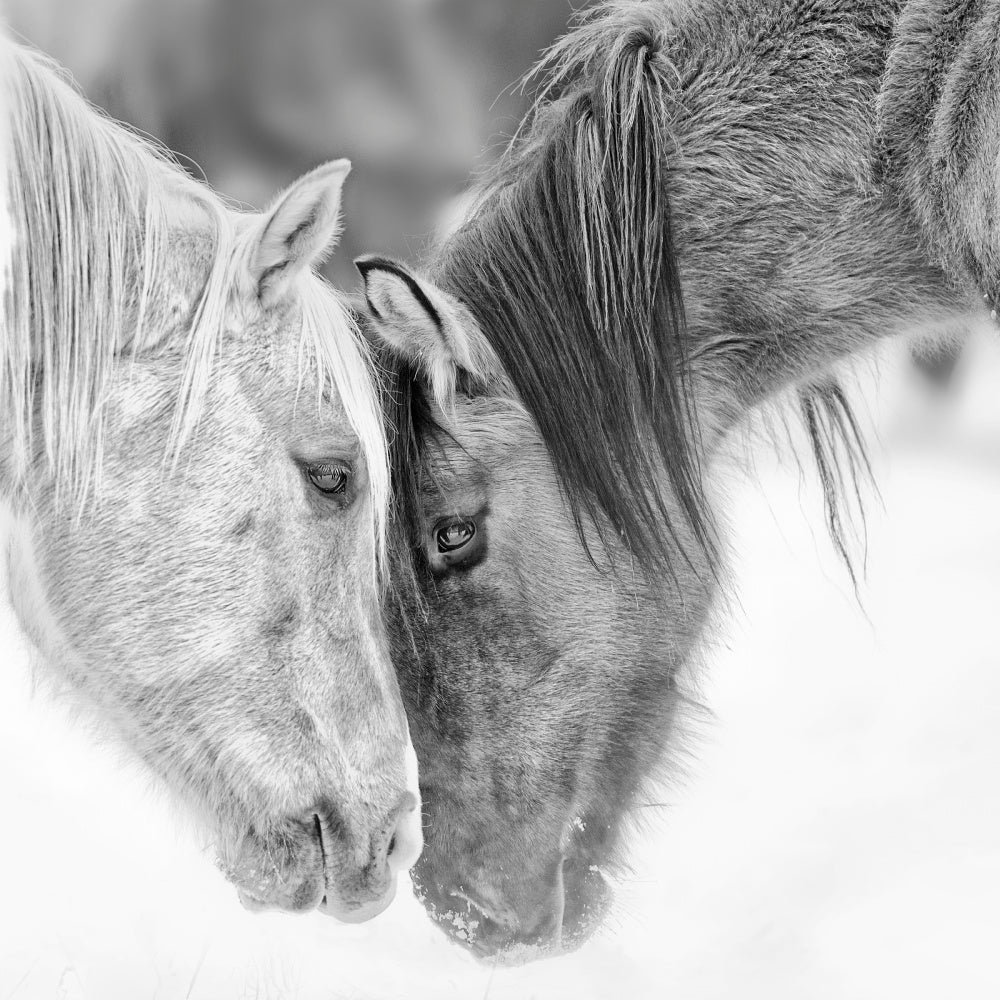BandW Horses VII