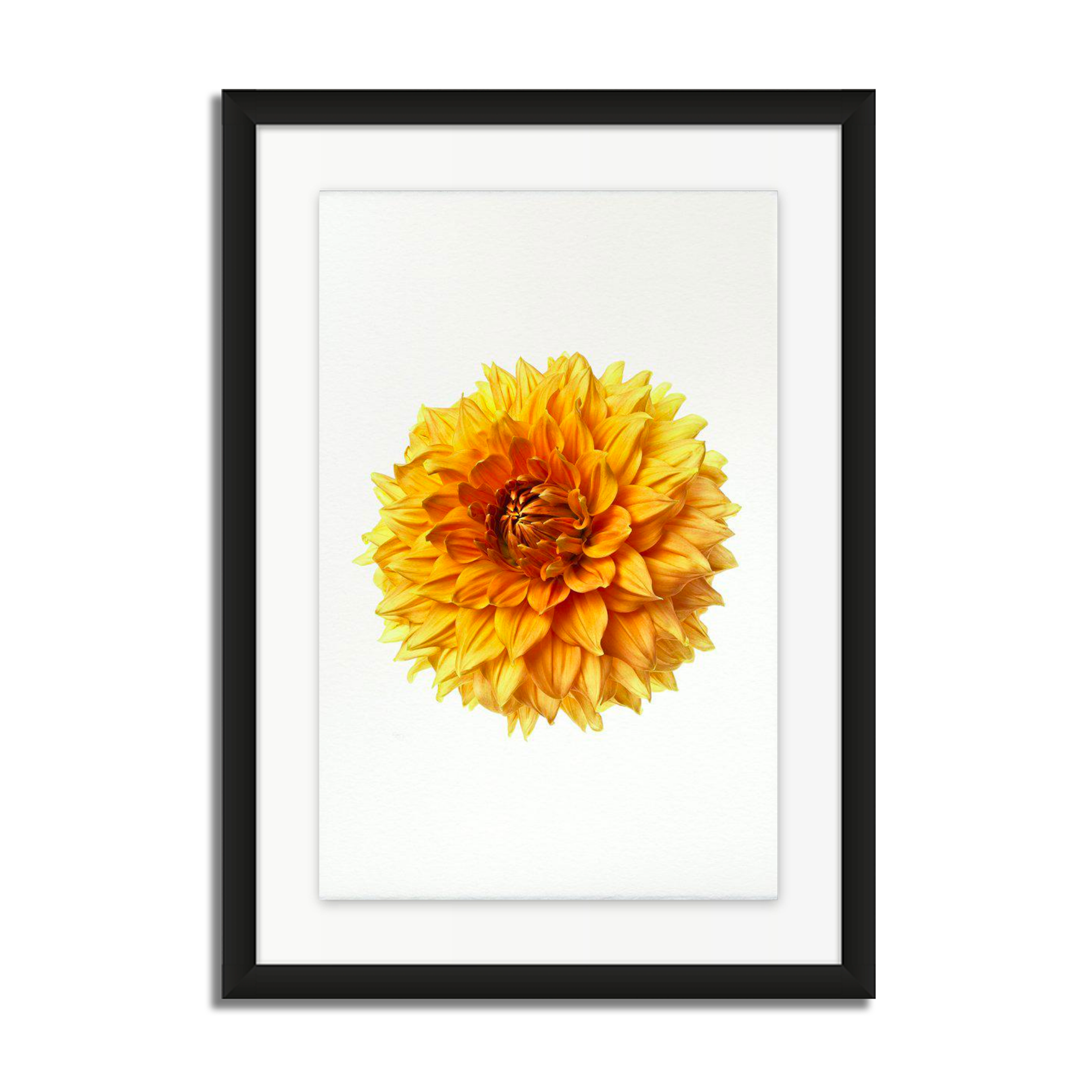 Ads Centennial Dahlia