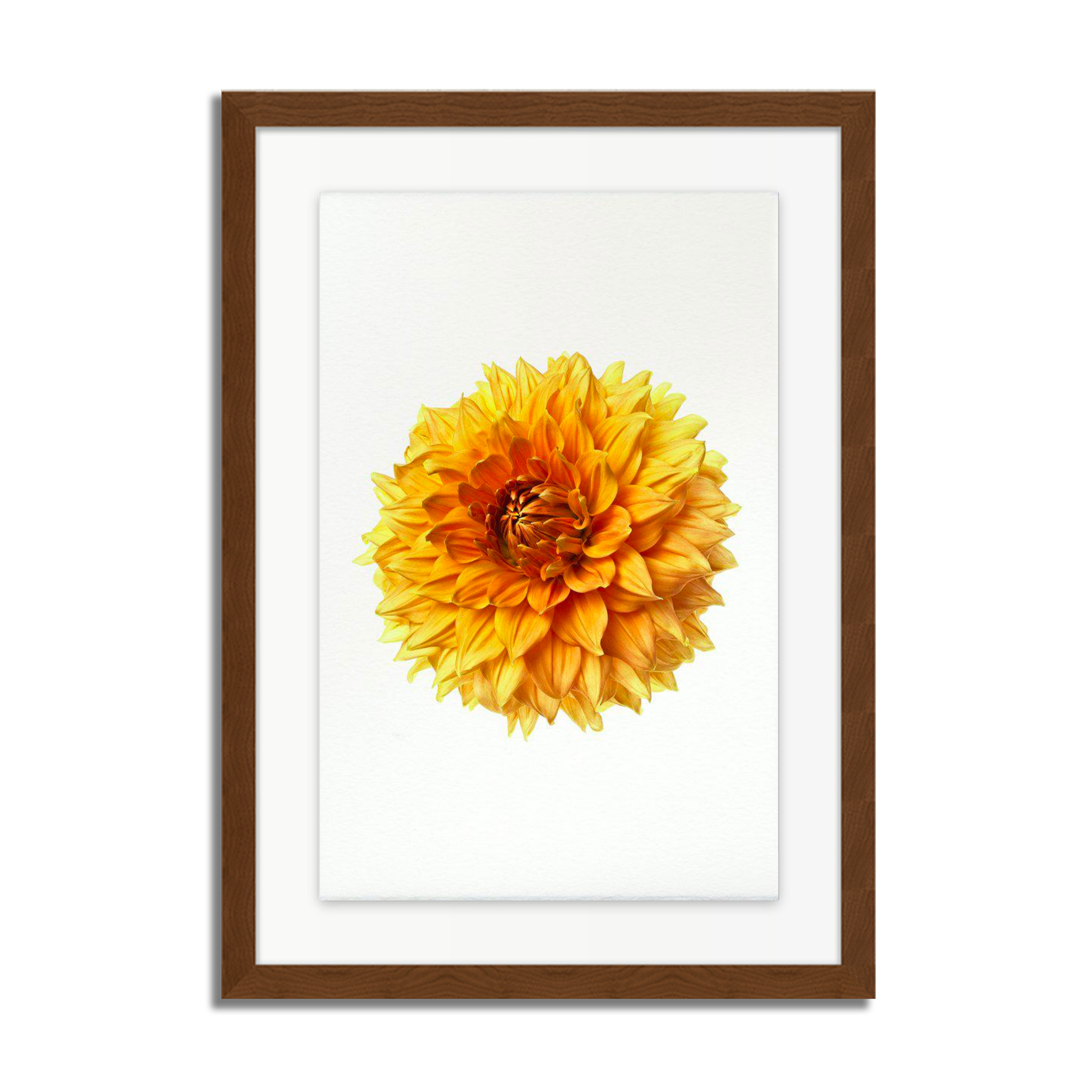 Ads Centennial Dahlia