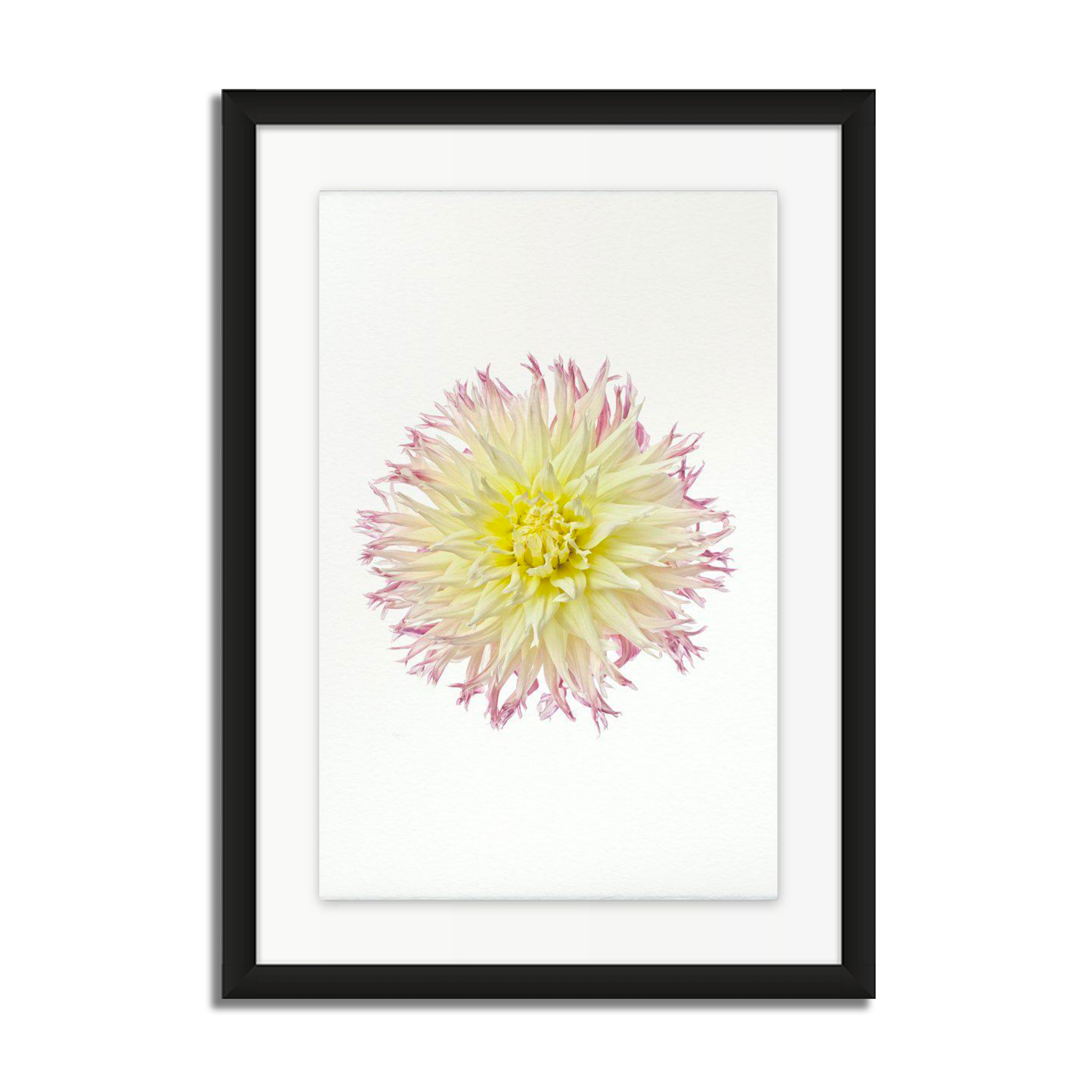 My Beverly Dahlia