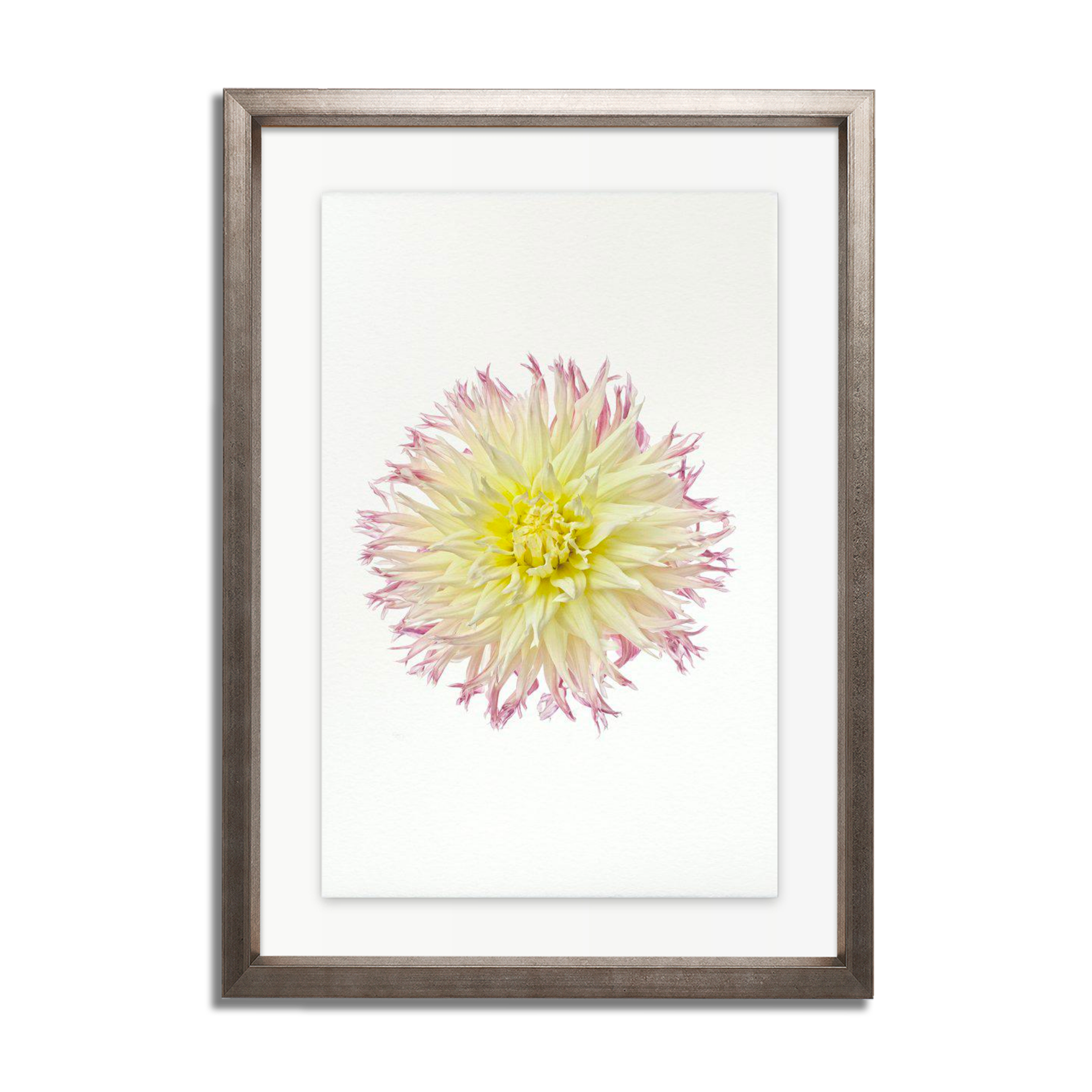 My Beverly Dahlia