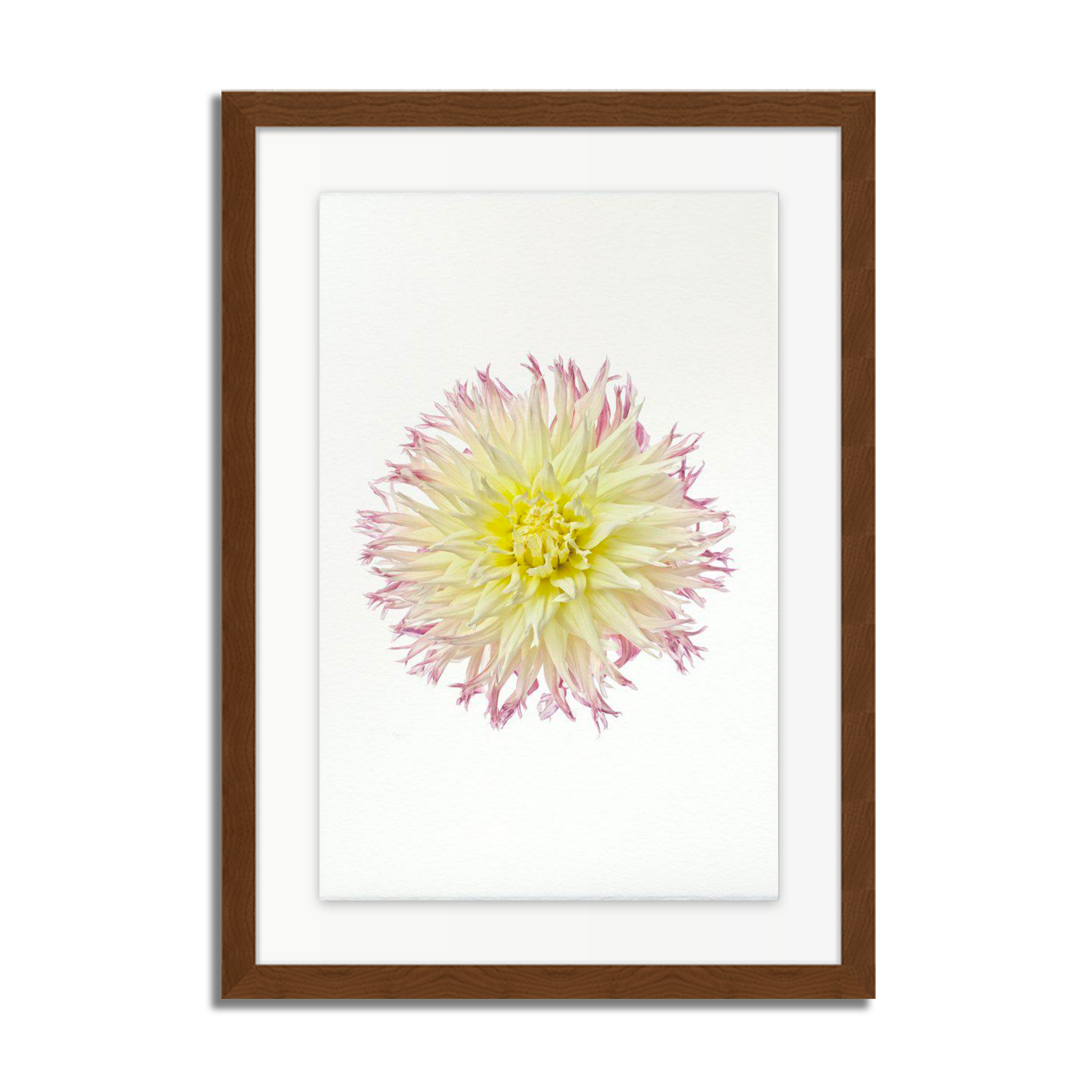 My Beverly Dahlia