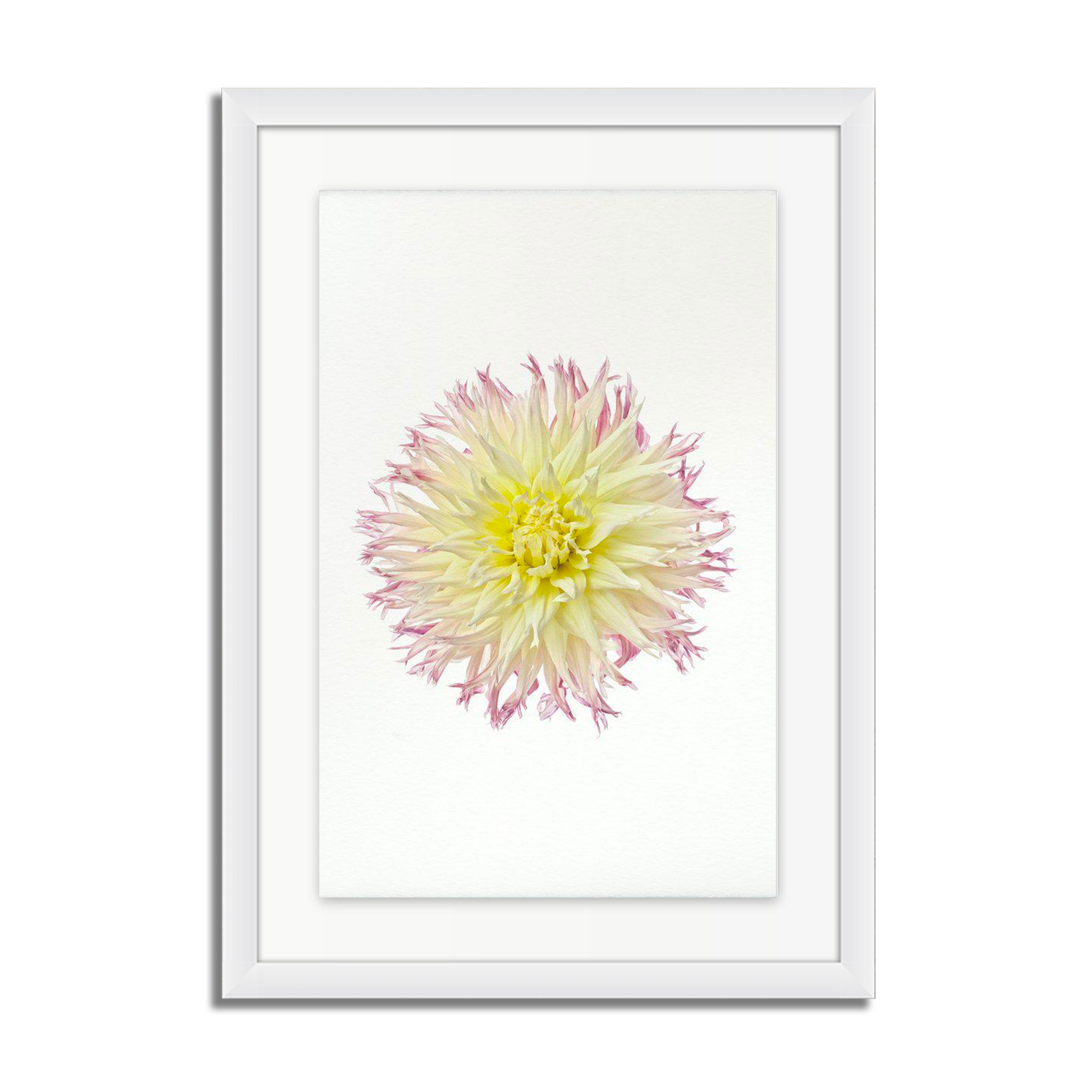 My Beverly Dahlia