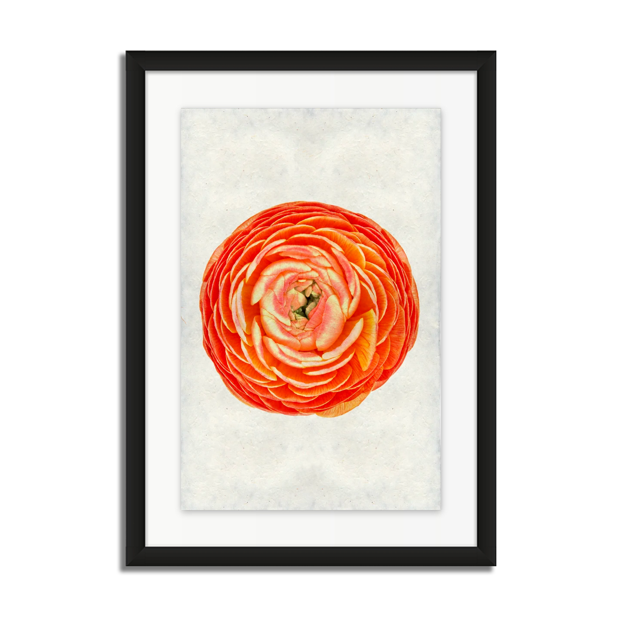 Orange Ranunculus