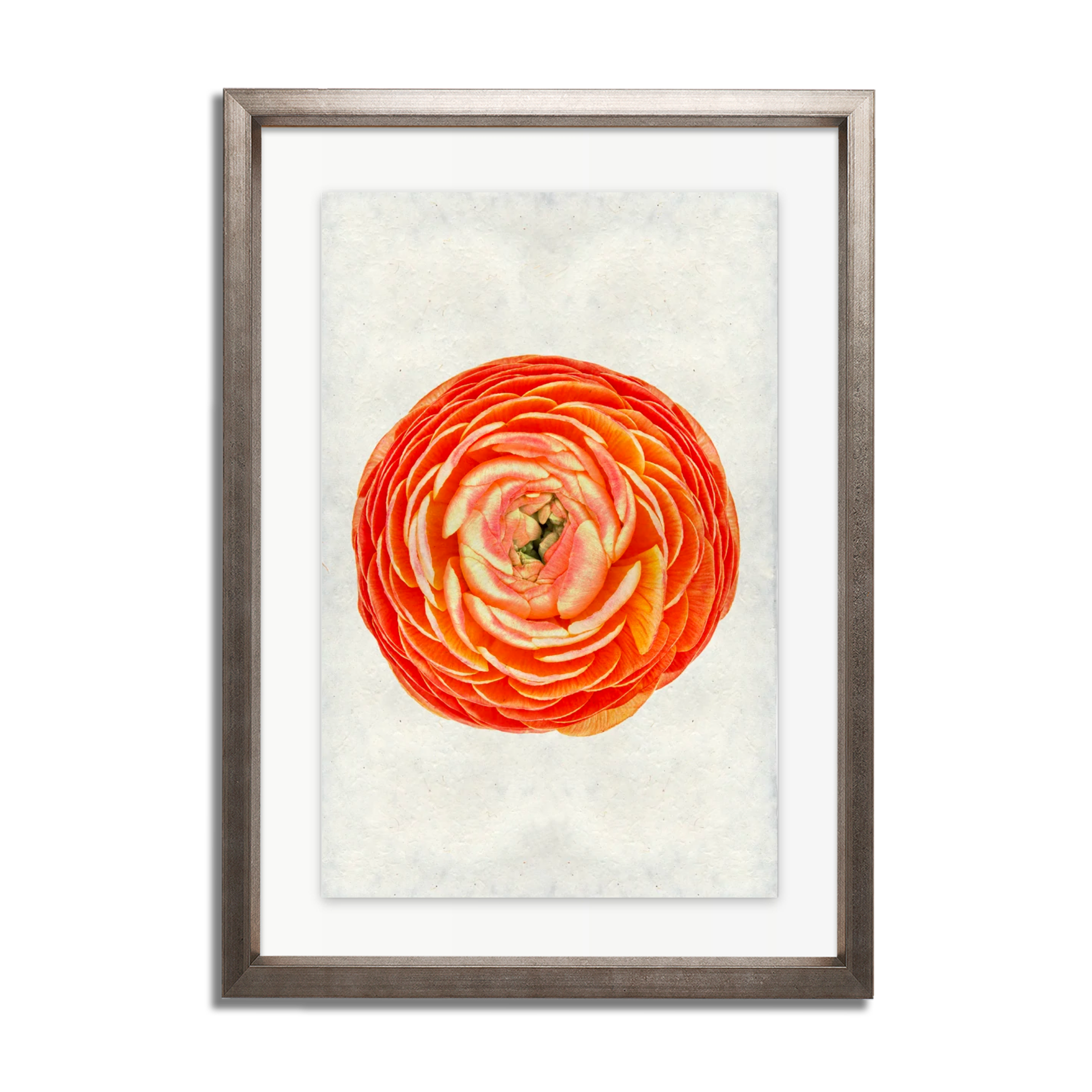Orange Ranunculus
