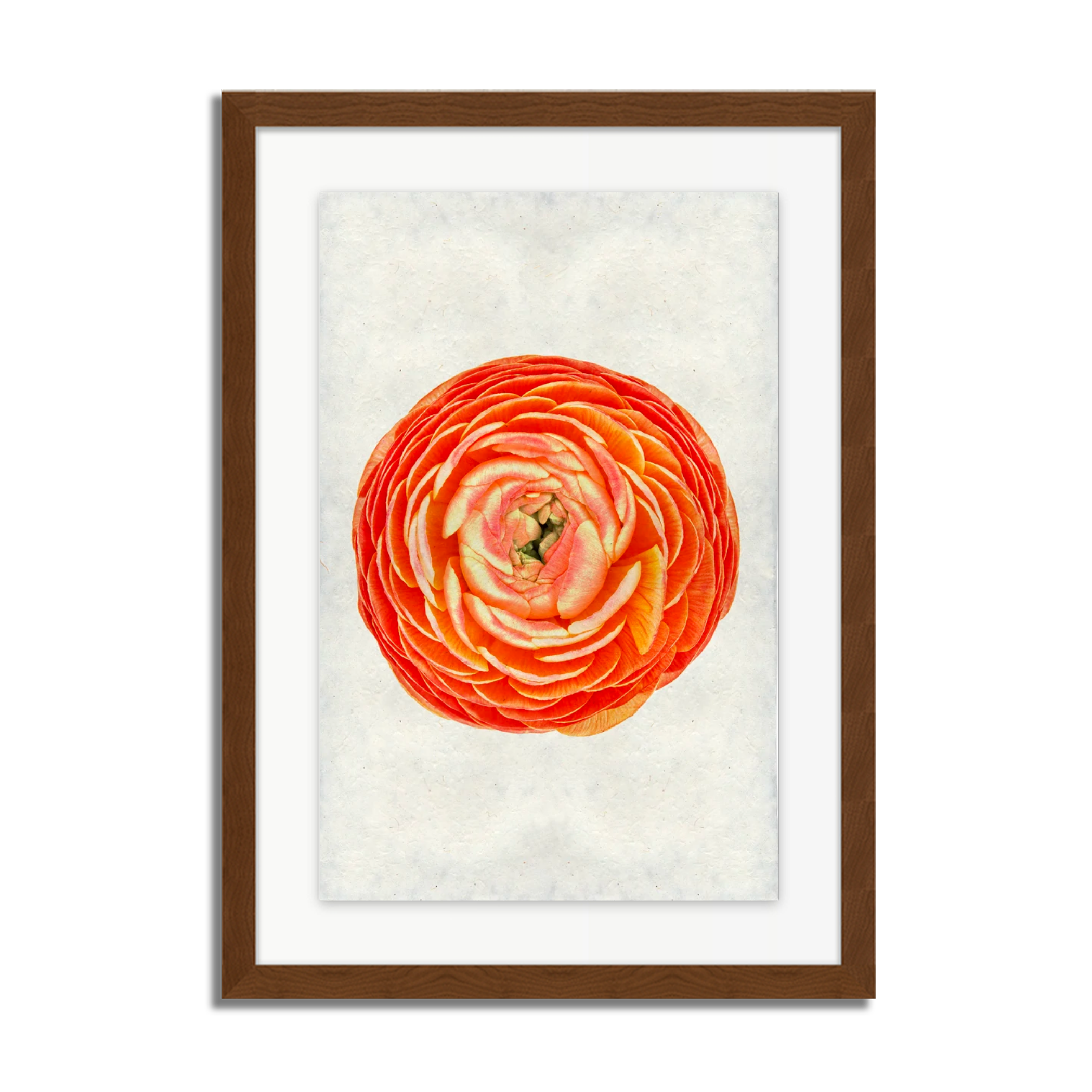 Orange Ranunculus