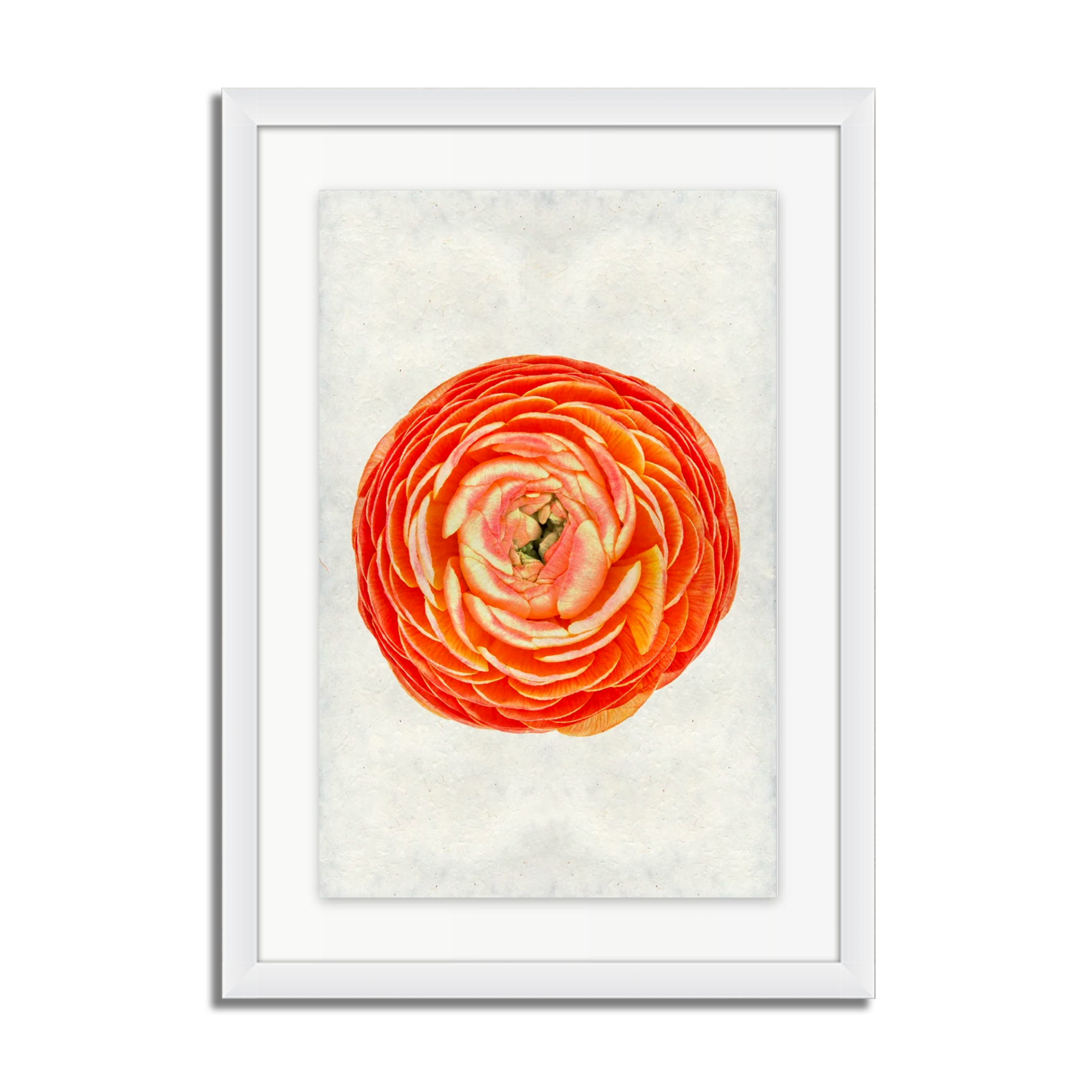 Orange Ranunculus