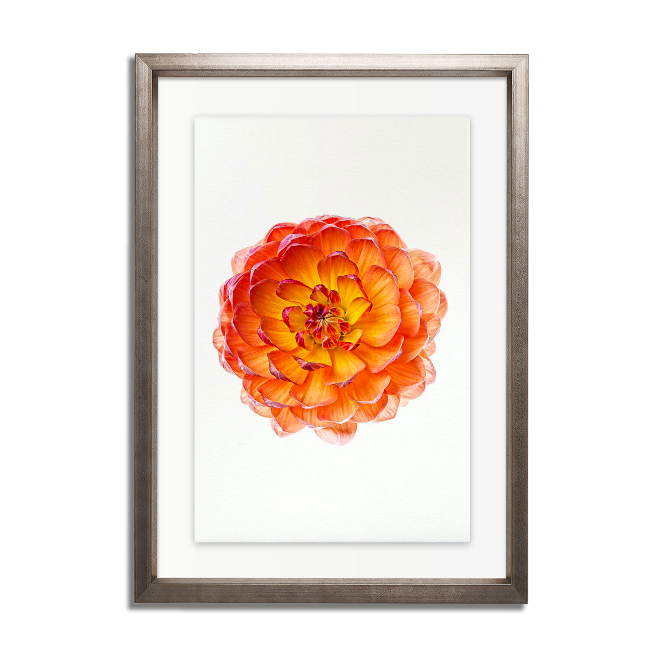 Pam Howden Dahlia