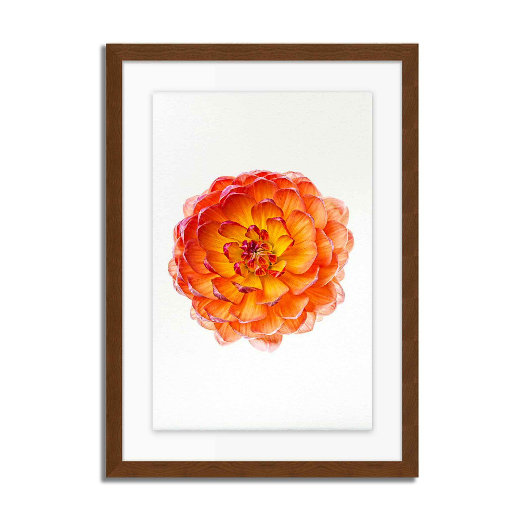 Pam Howden Dahlia