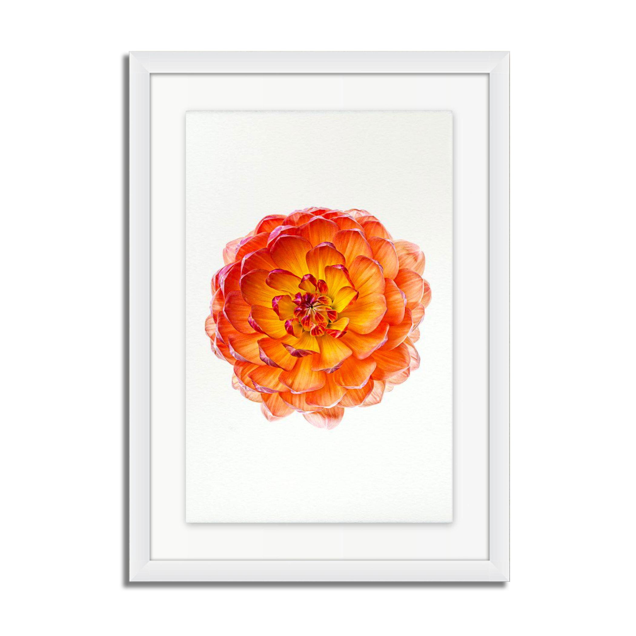 Pam Howden Dahlia