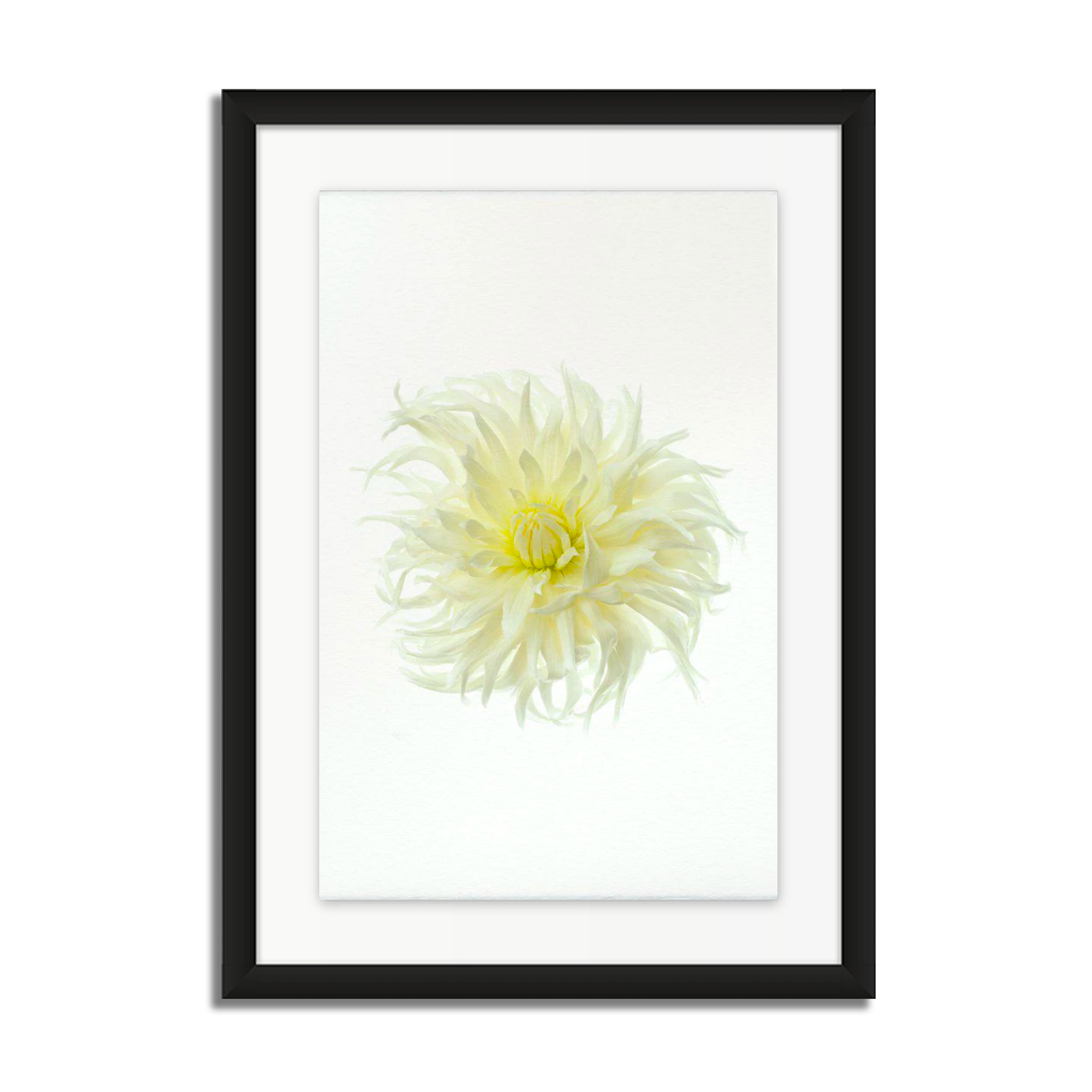 Sno Ho Storm Dahlia