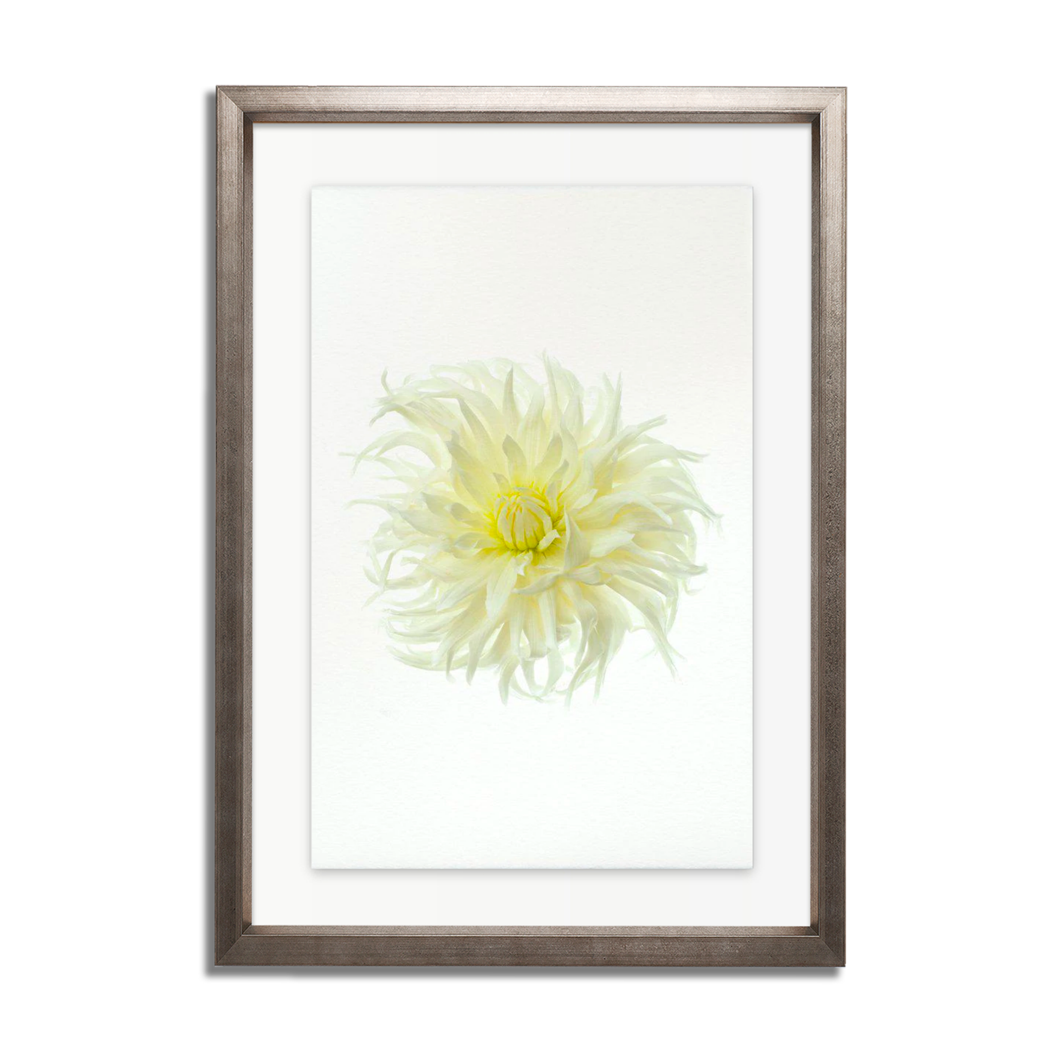 Sno Ho Storm Dahlia