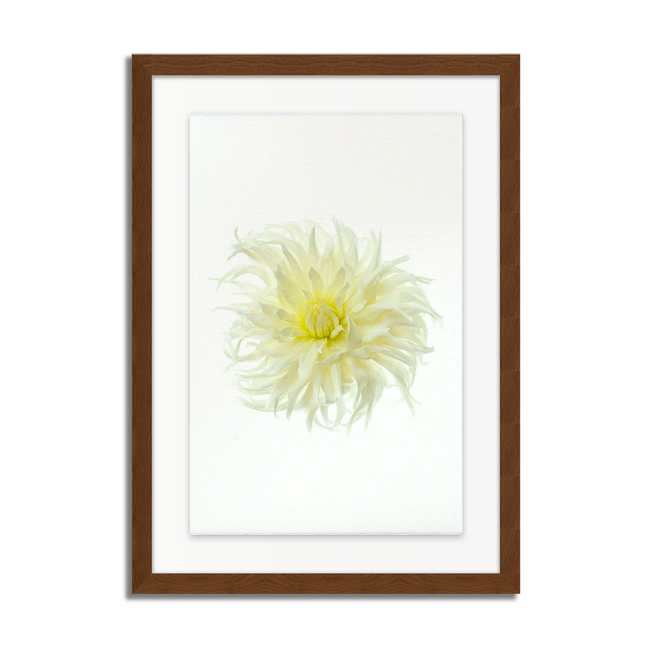 Sno Ho Storm Dahlia