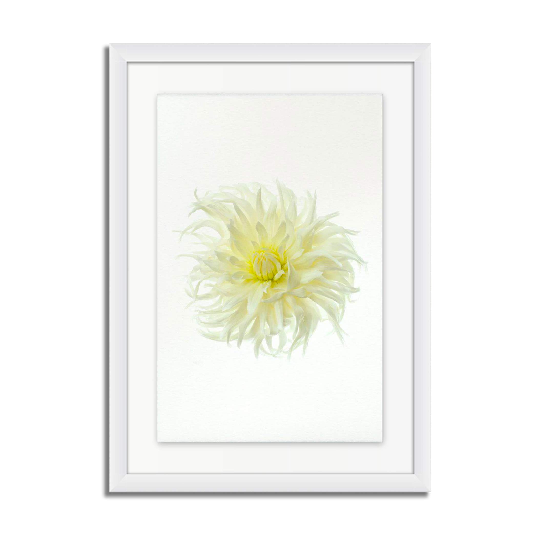 Sno Ho Storm Dahlia