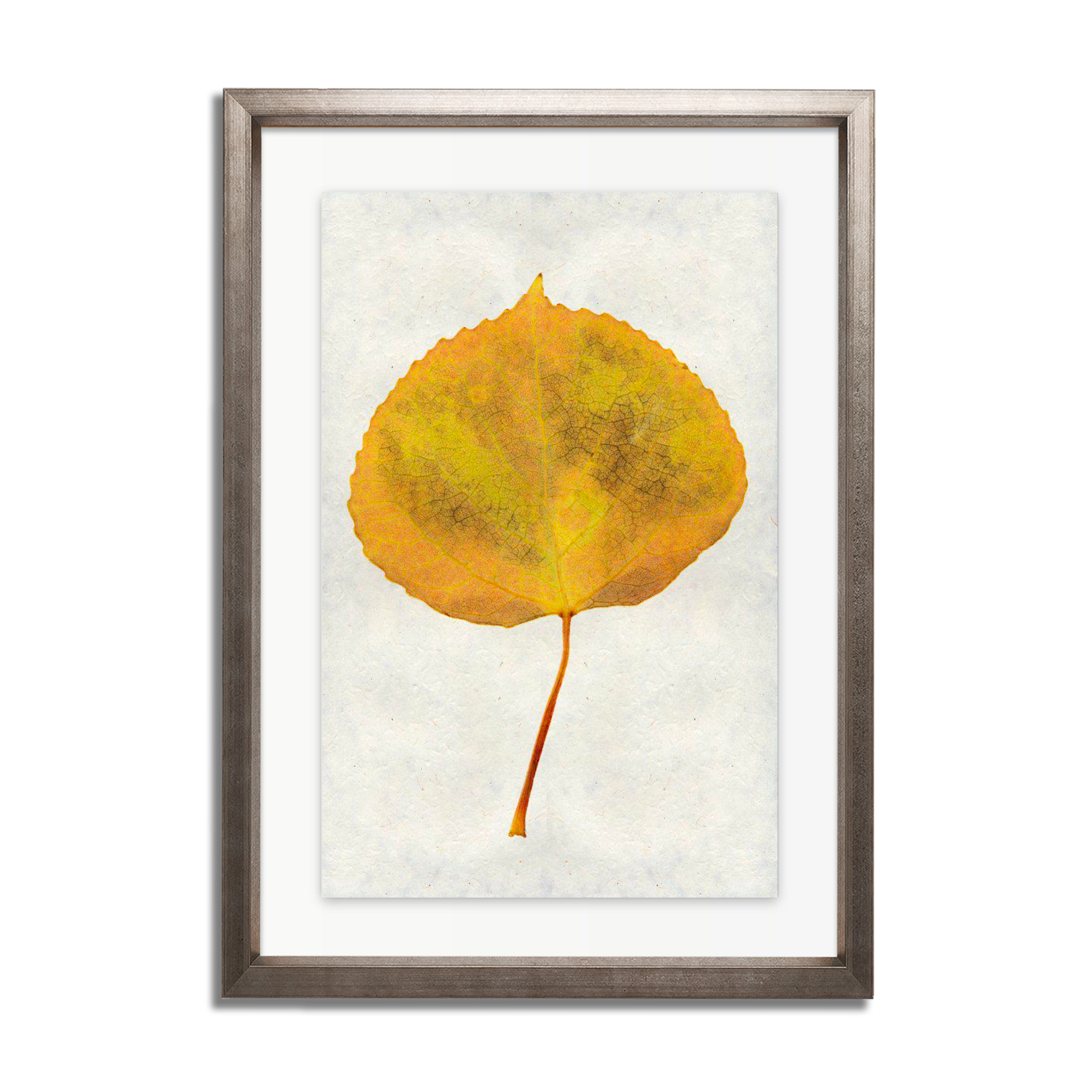 Aspen Leaf