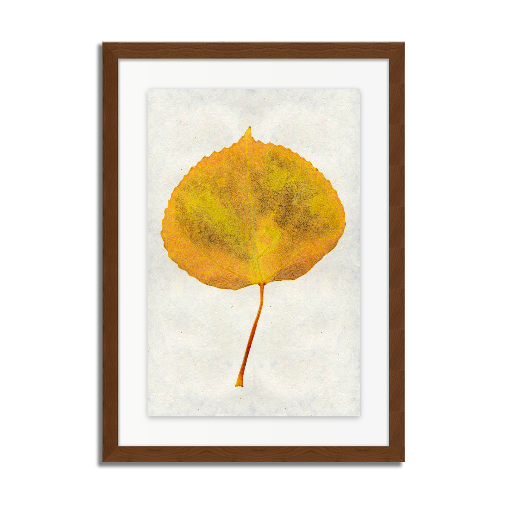 Aspen Leaf