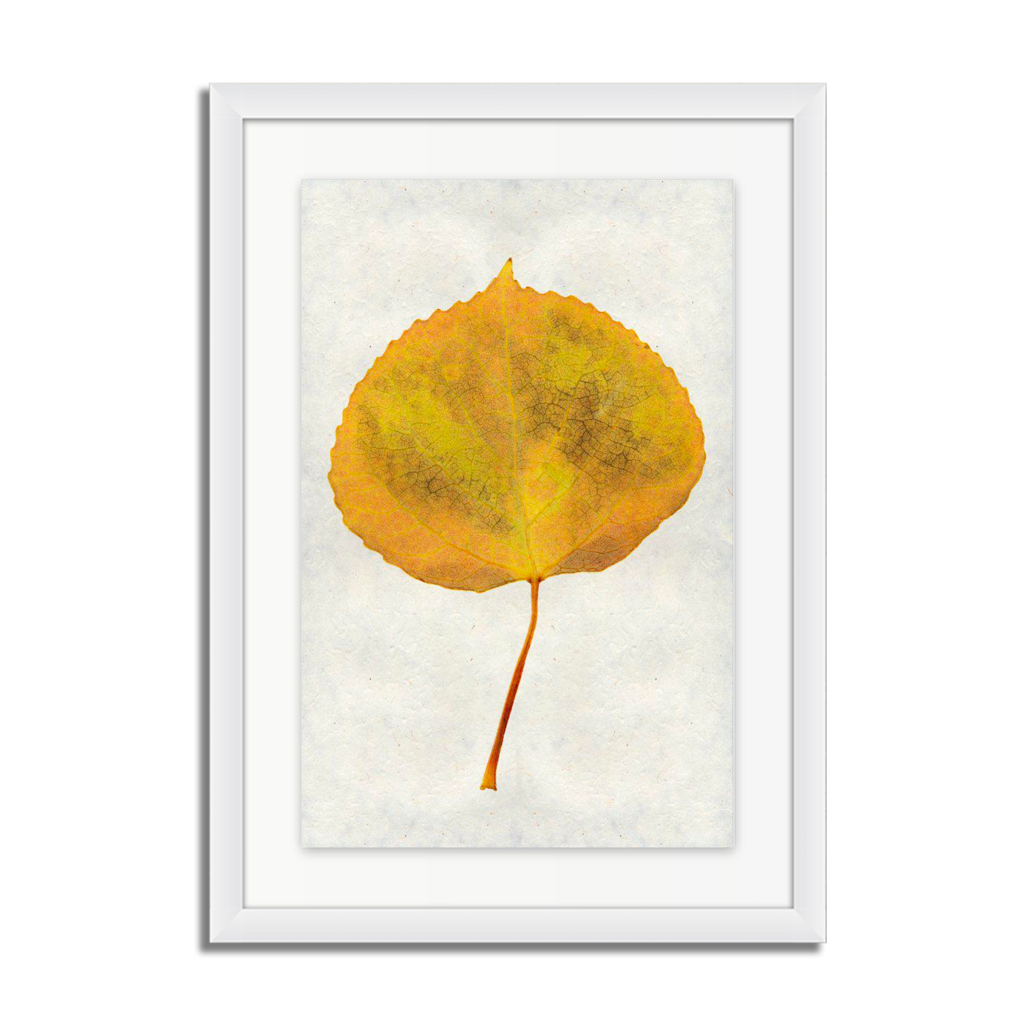 Aspen Leaf