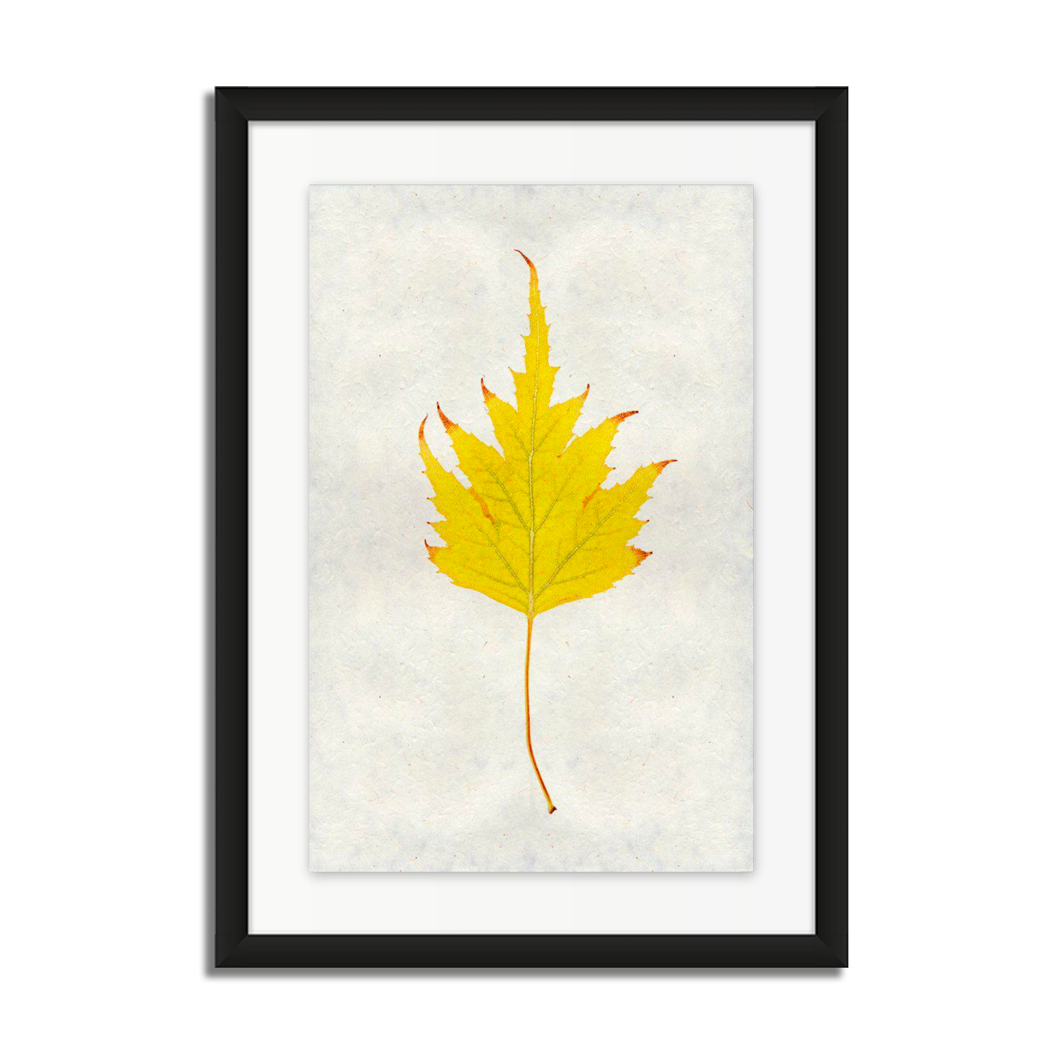 Birch Leaf