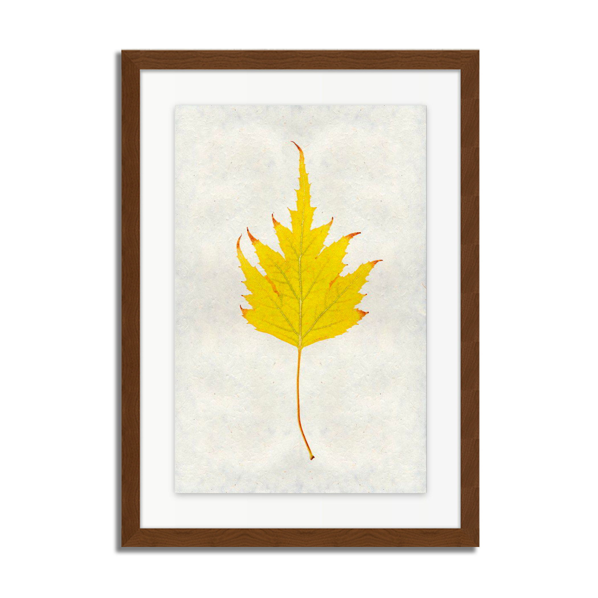 Birch Leaf