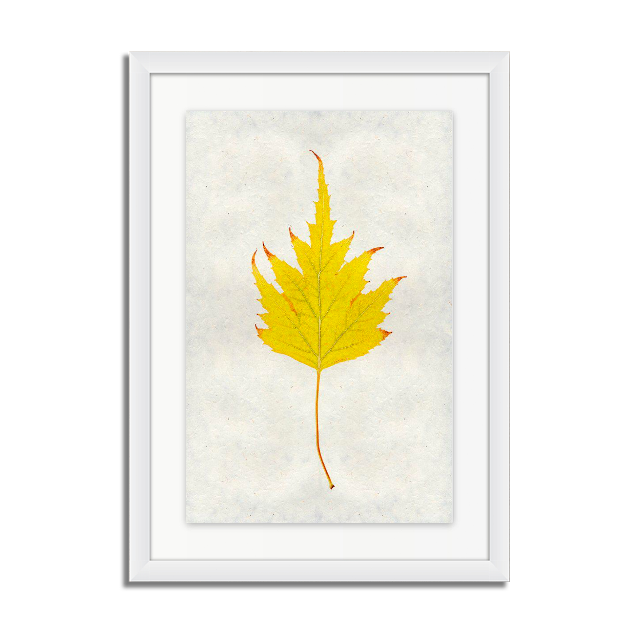 Birch Leaf