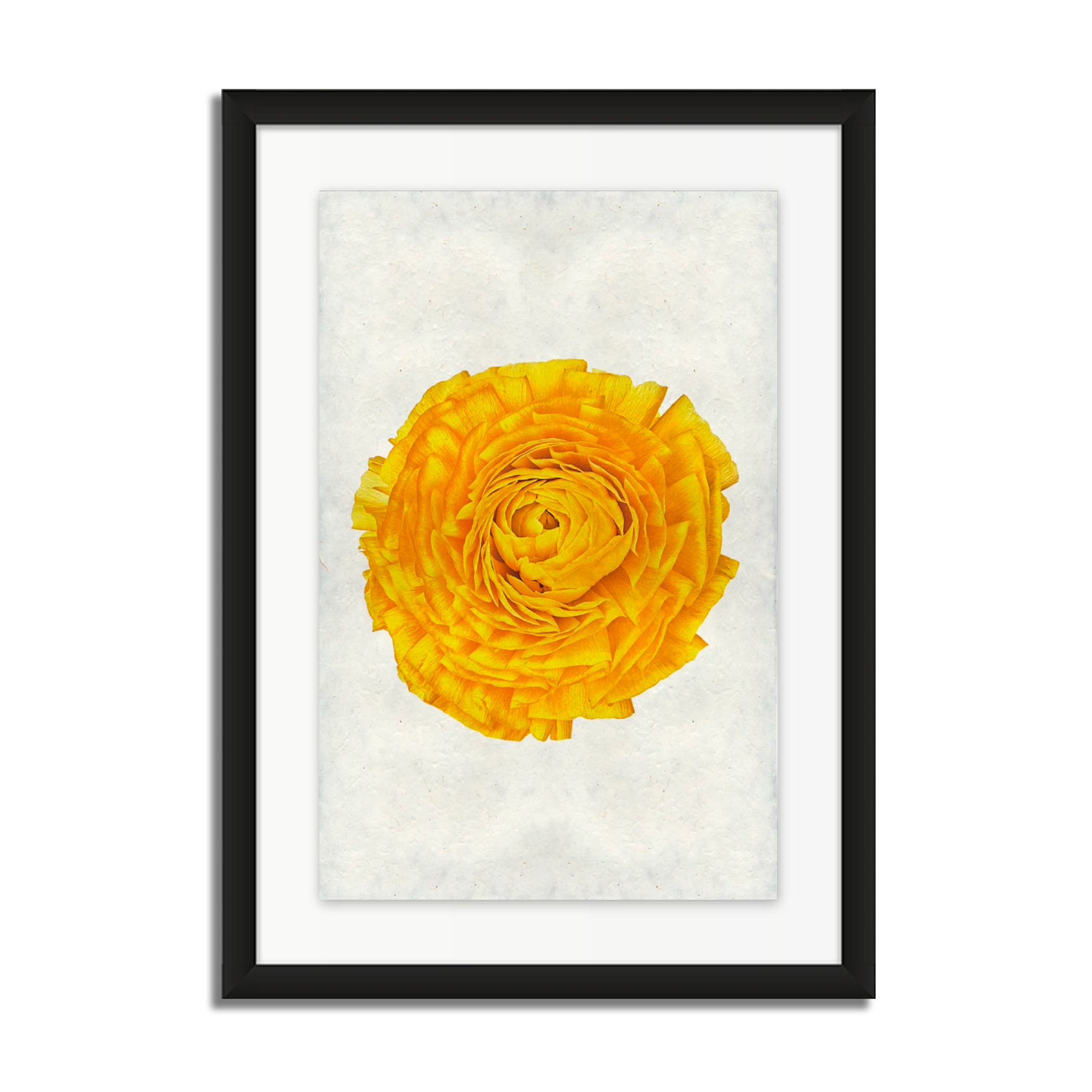 Gold Ranunculus