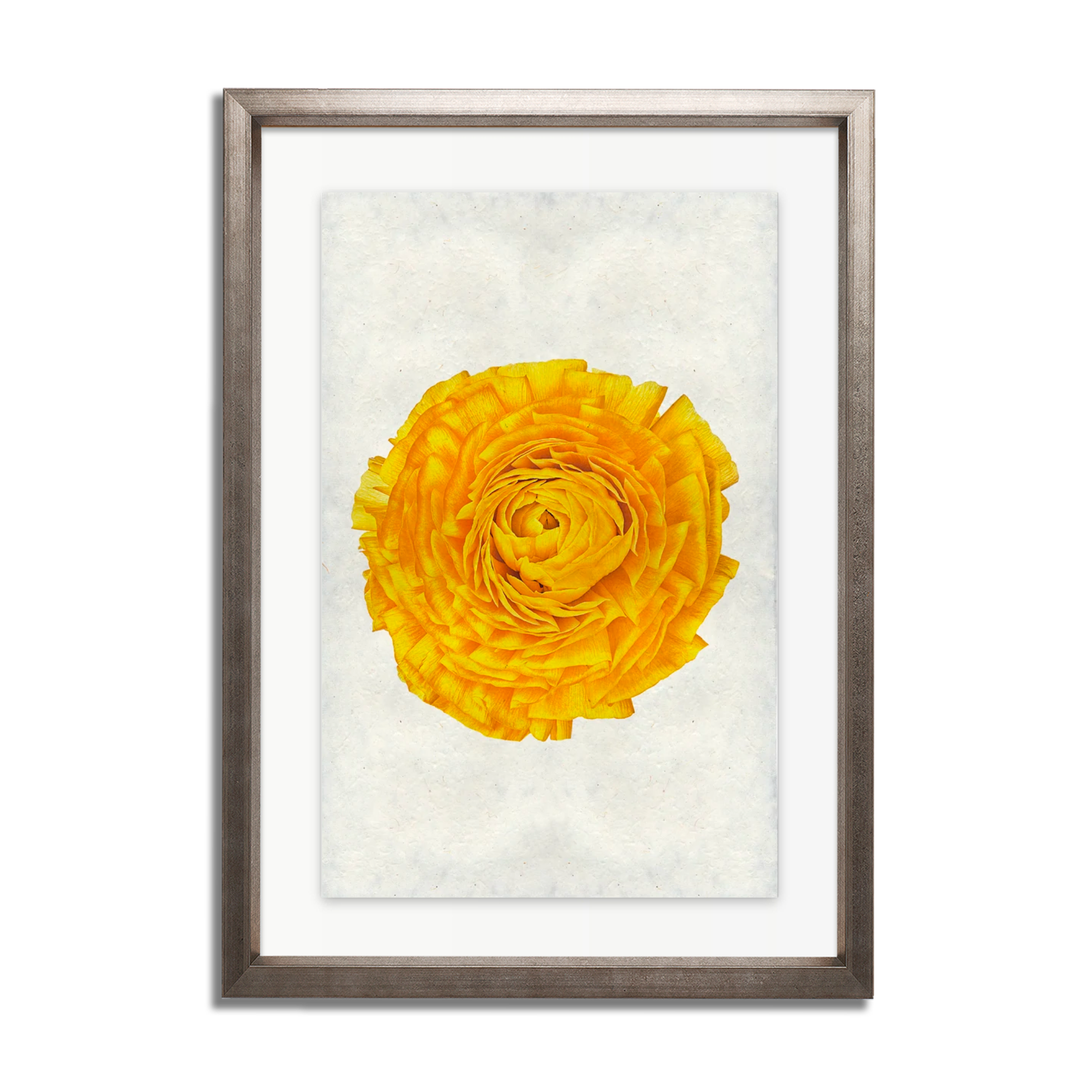 Gold Ranunculus