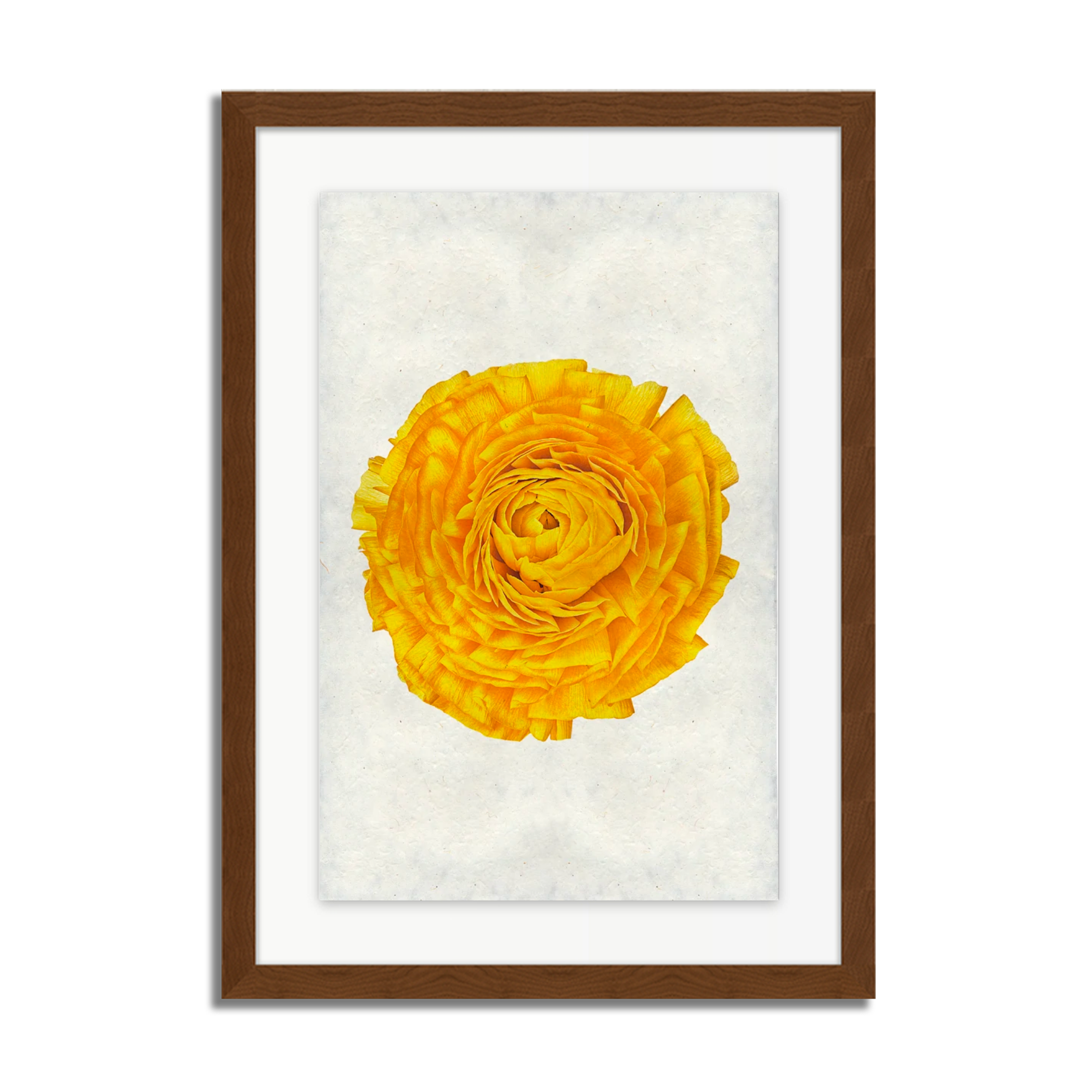 Gold Ranunculus