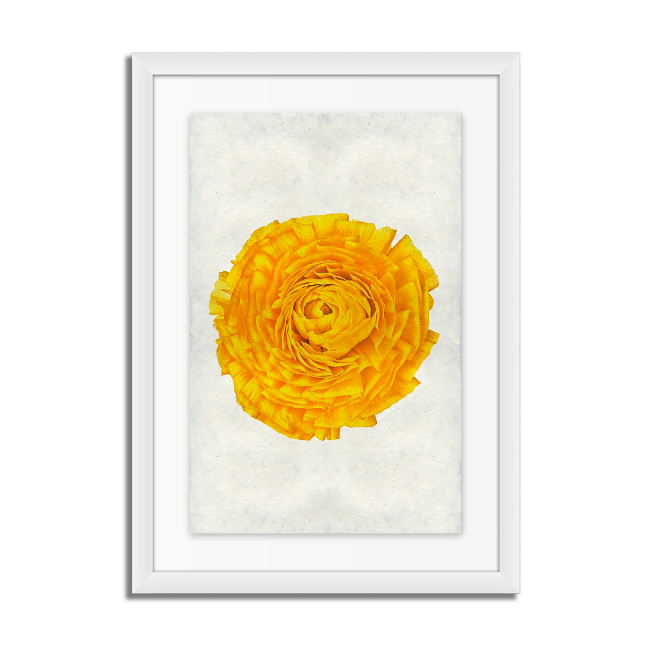 Gold Ranunculus