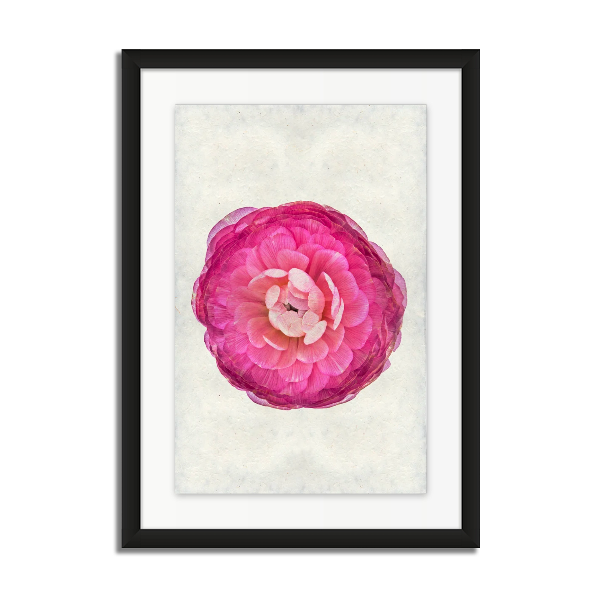 Purple Ranunculus