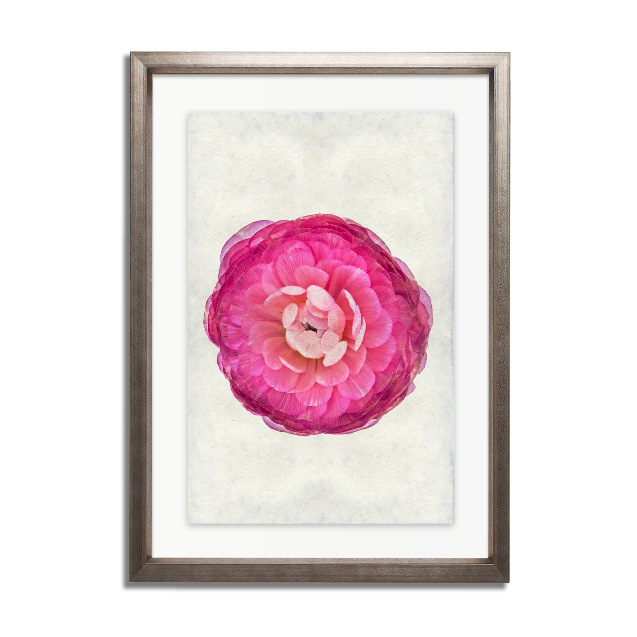 Purple Ranunculus
