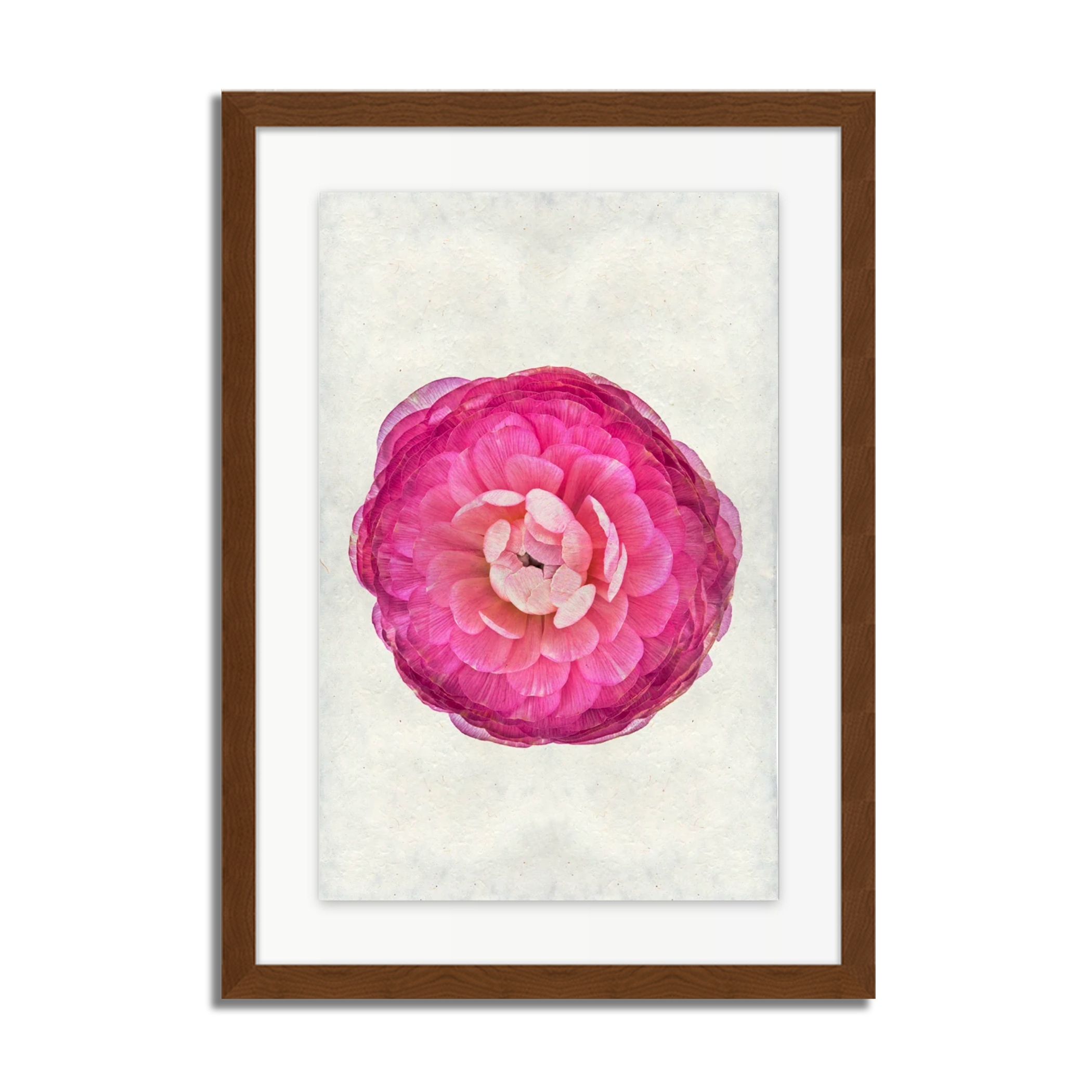 Purple Ranunculus