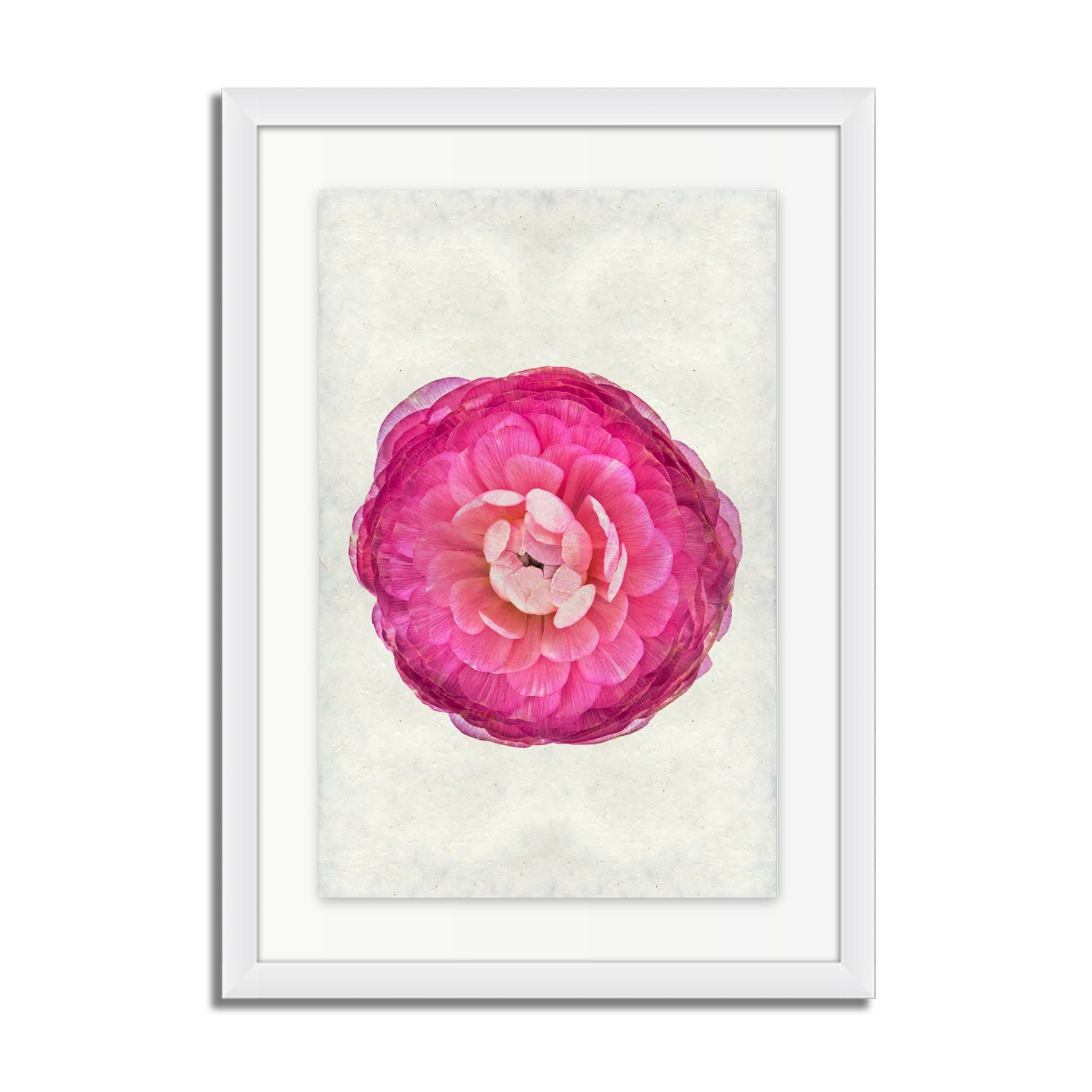 Purple Ranunculus
