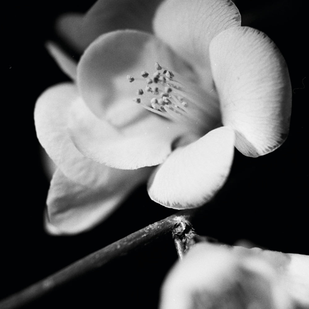 Quince Blossoms V