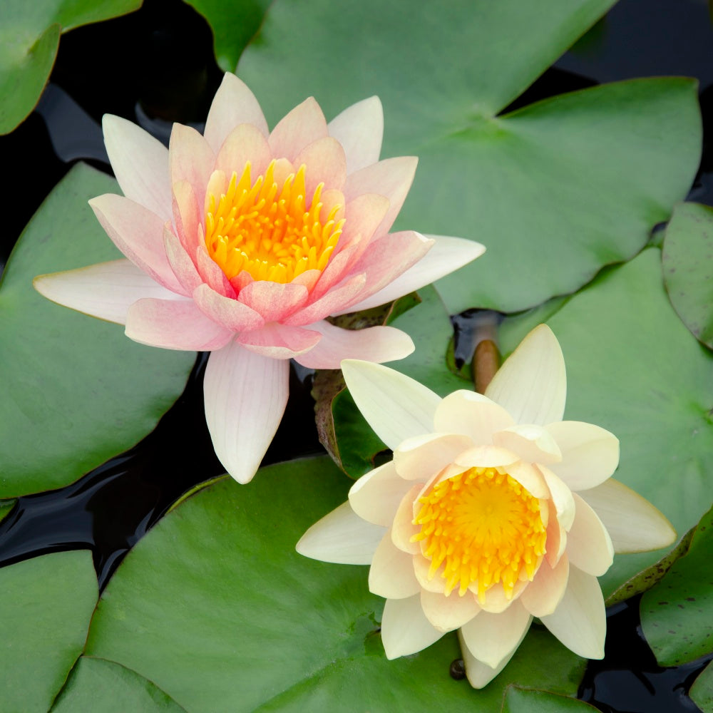 Water Lily Flowers I