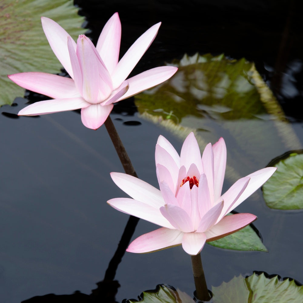 Water Lily Flowers III