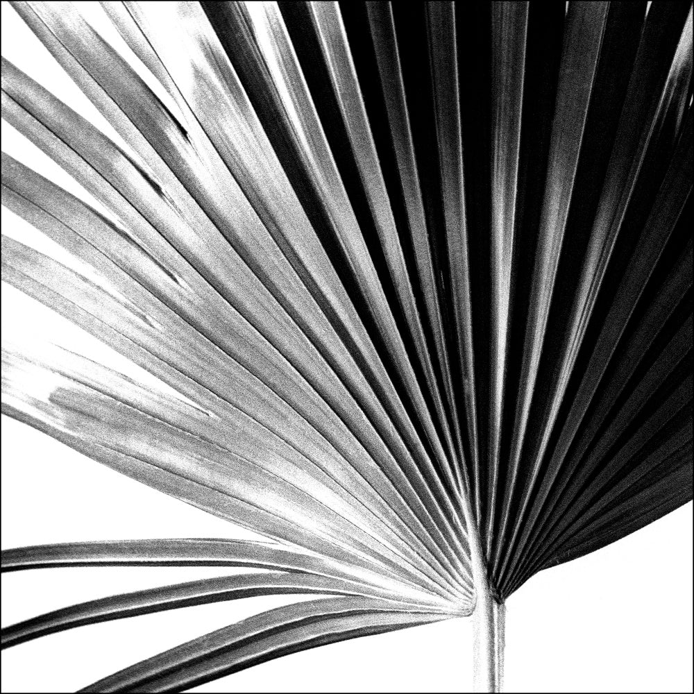 Black and White Palm IV