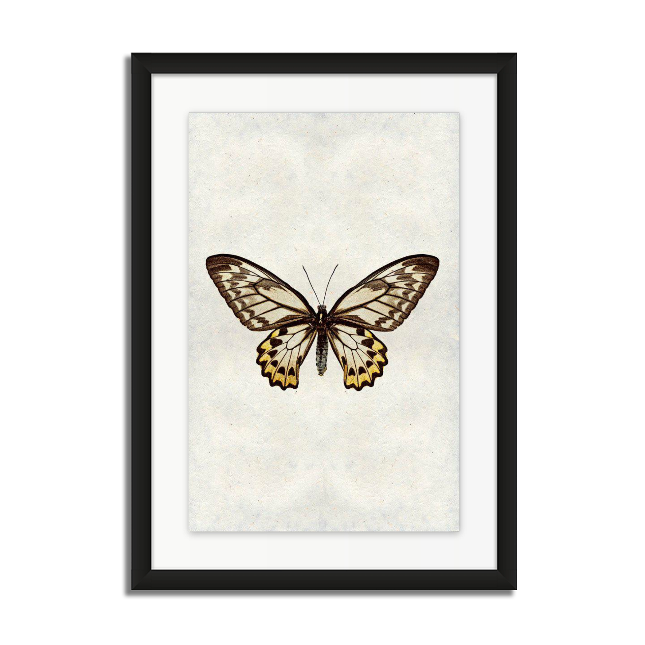 Butterfly #12