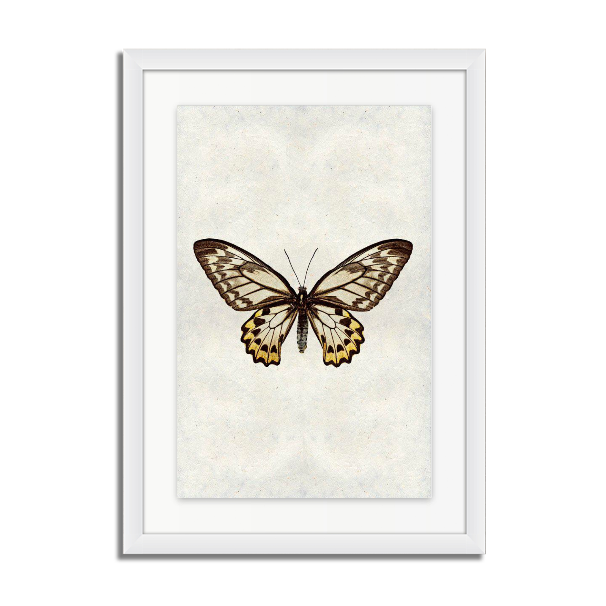 Butterfly #12