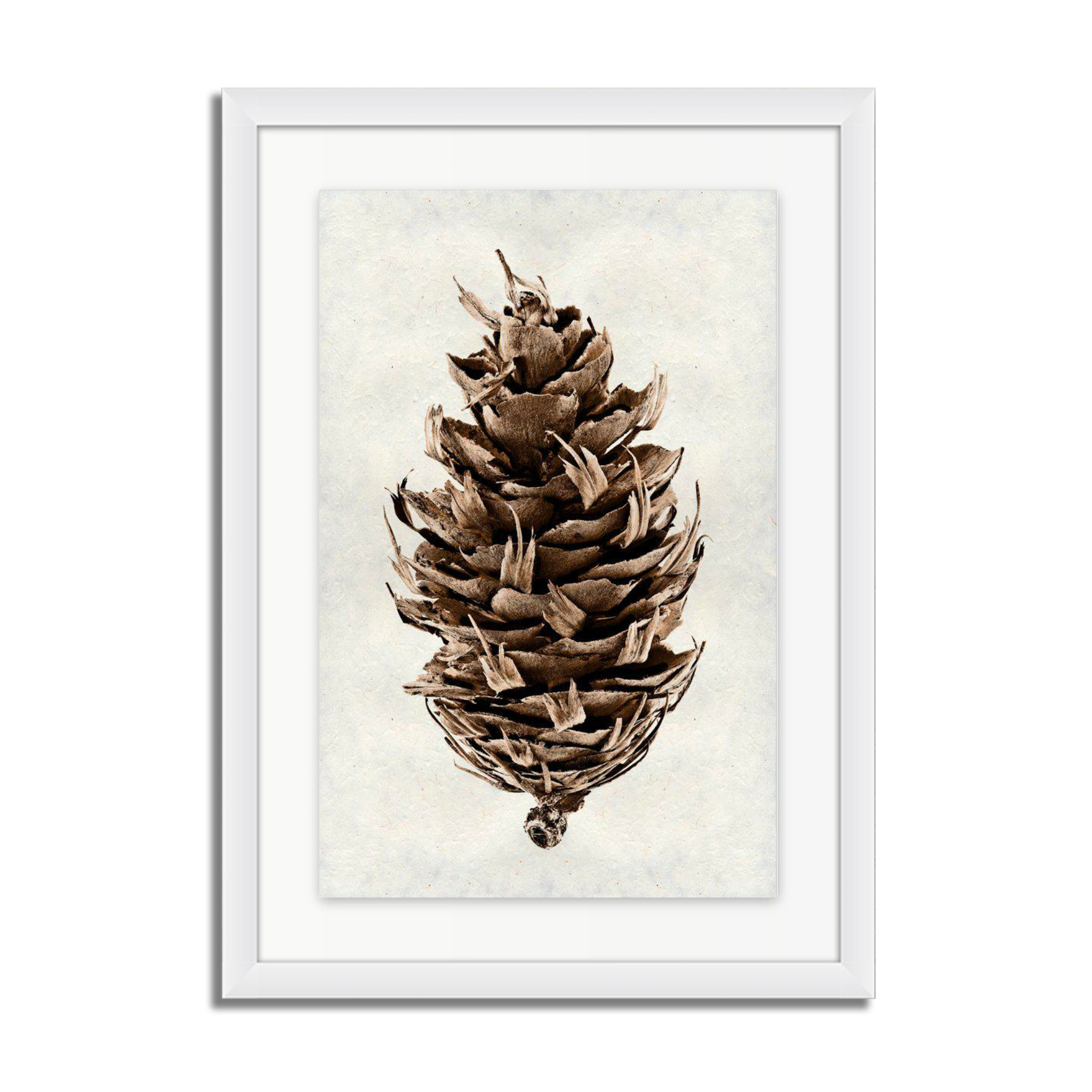 Douglas Fir Pine Cone