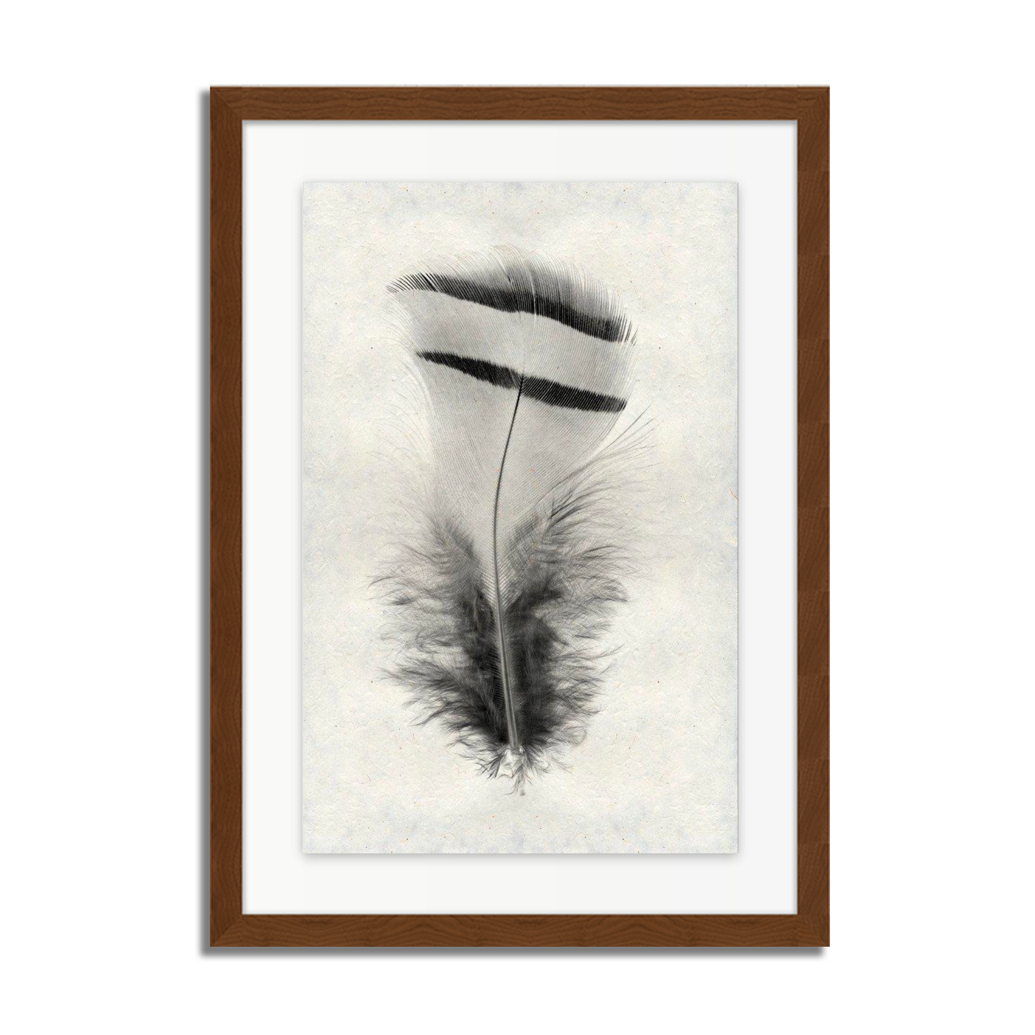 Feather Study #15 (Chuckar Partridge)