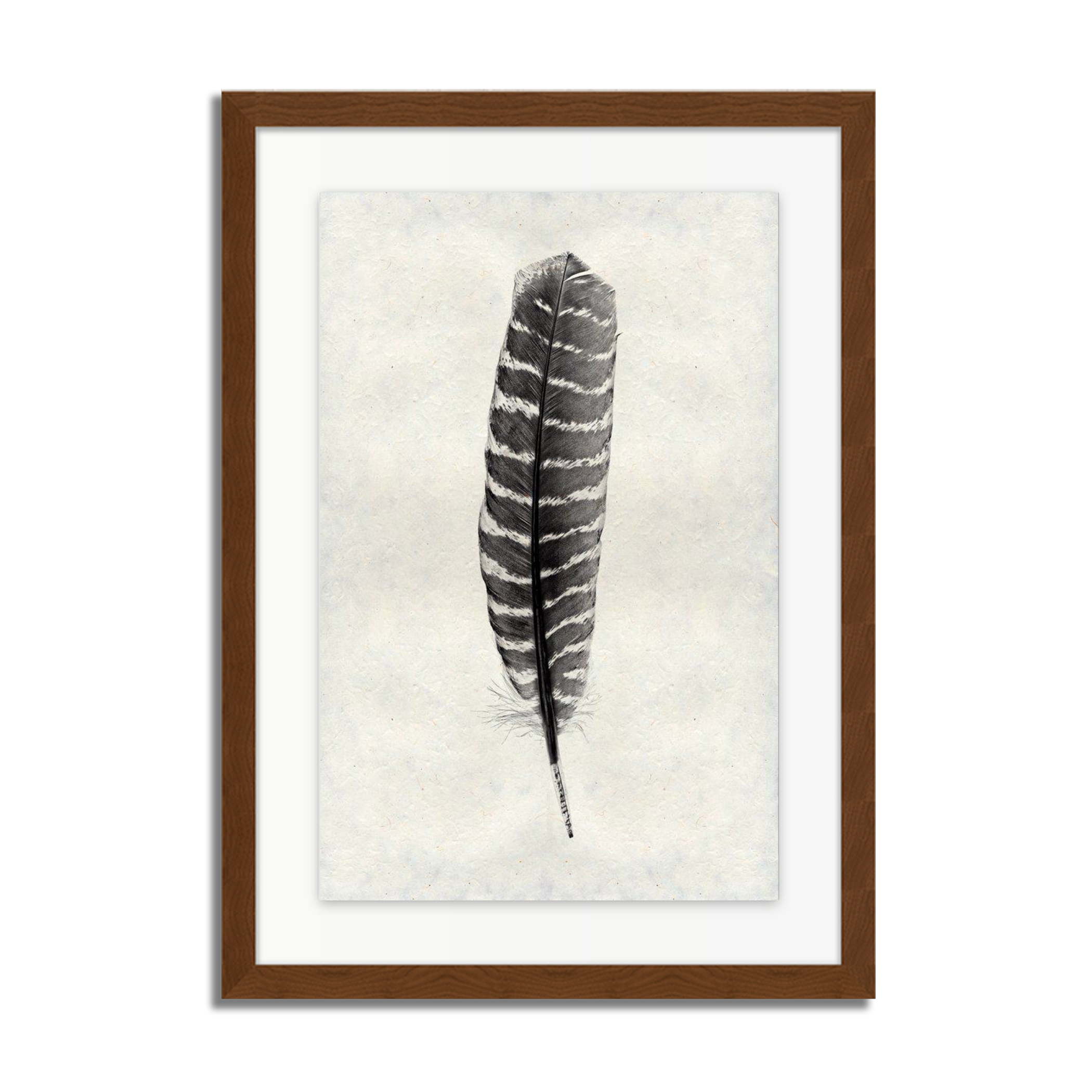 Feather Study #16 (Wild Turkey)