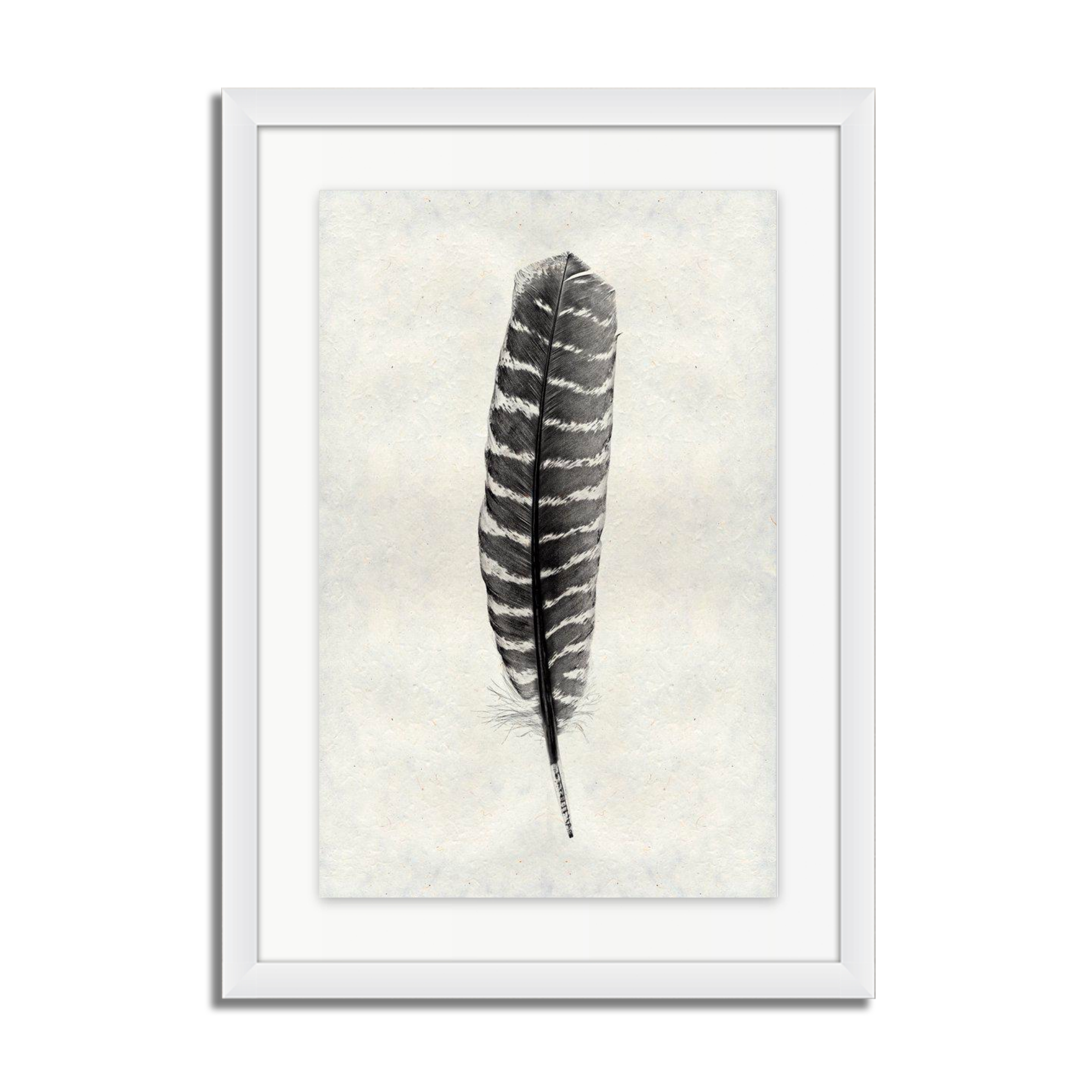 Feather Study #16 (Wild Turkey)