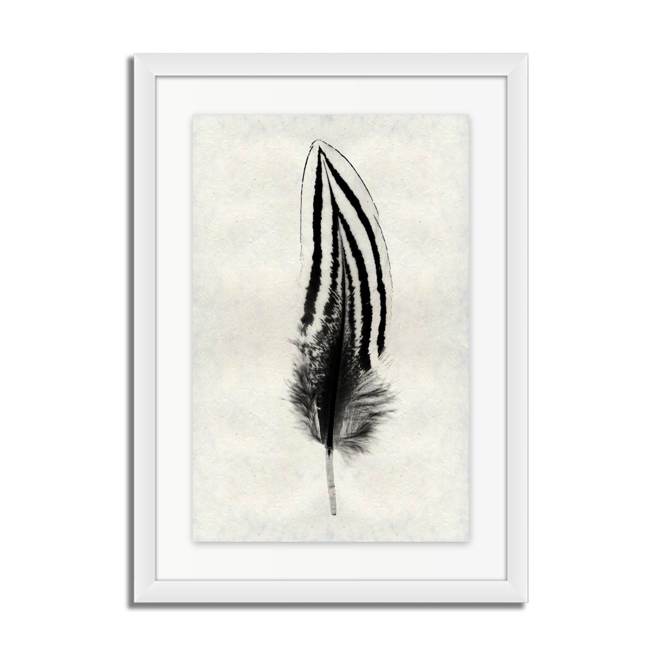 Feather Study #2 (Silver Pheasant)