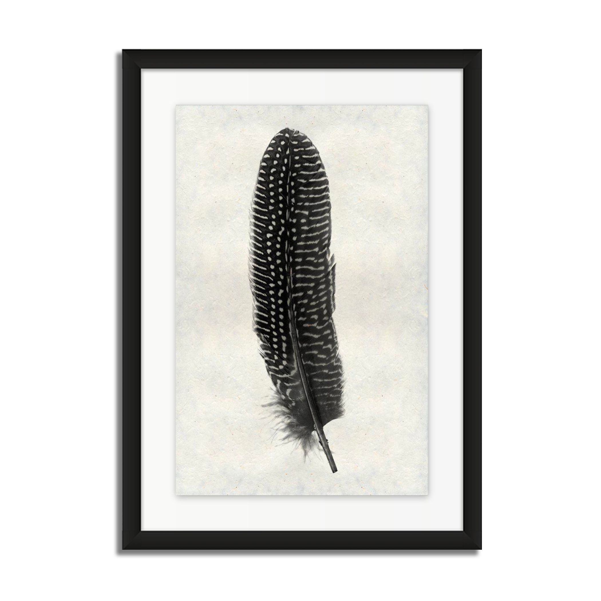 Feather Study #5 (Pheasant)
