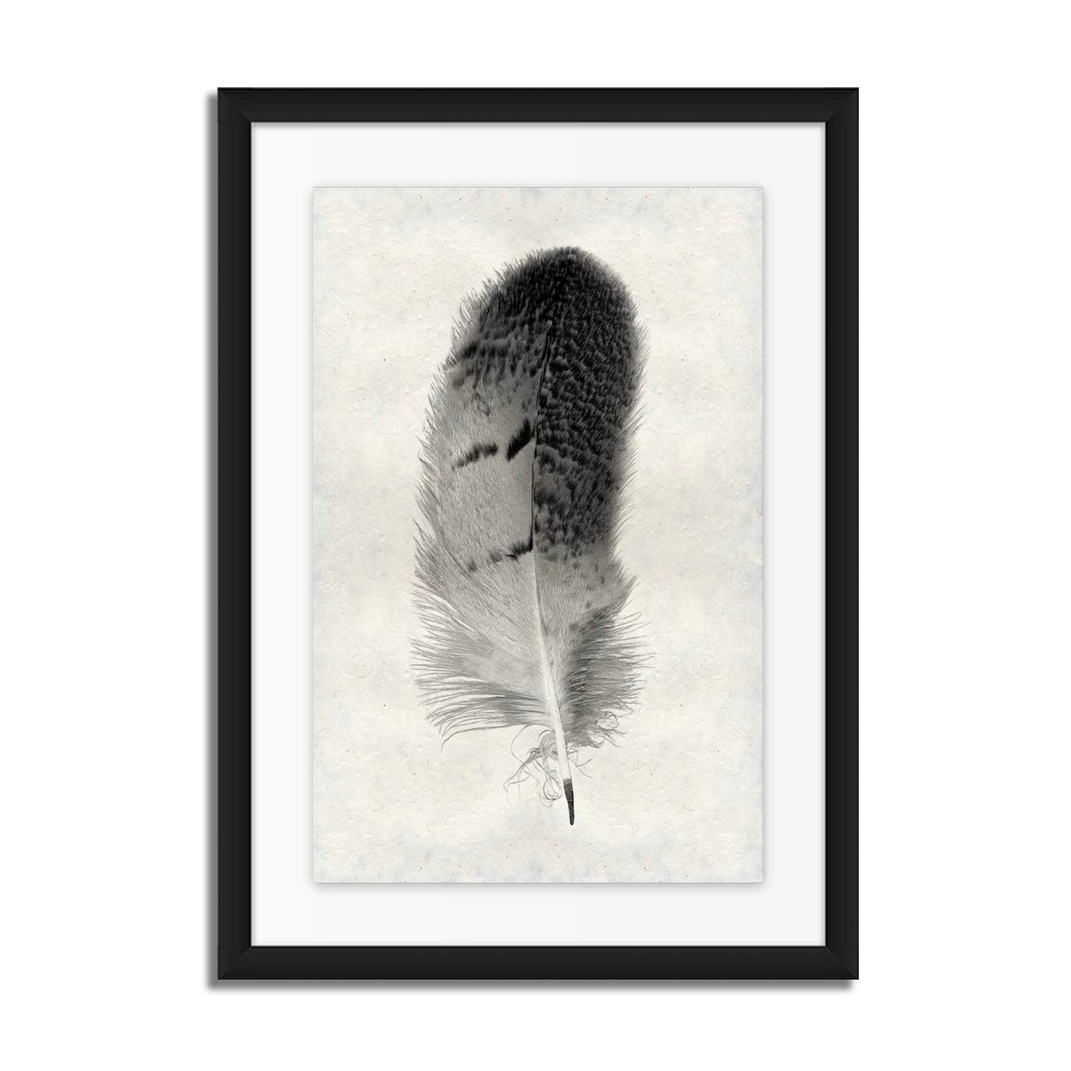 Feather Study #7 (Owl)