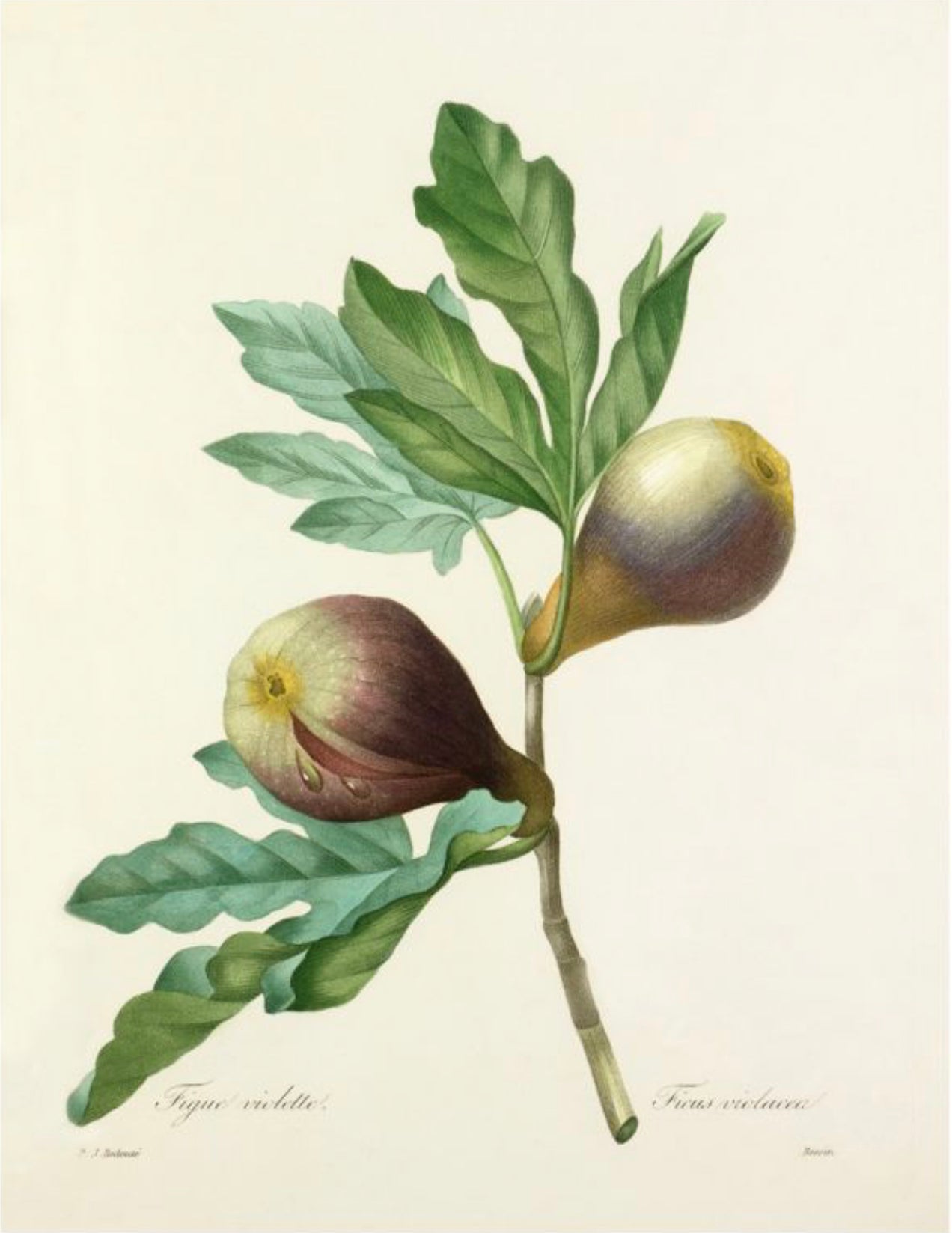 Ficus Violacea