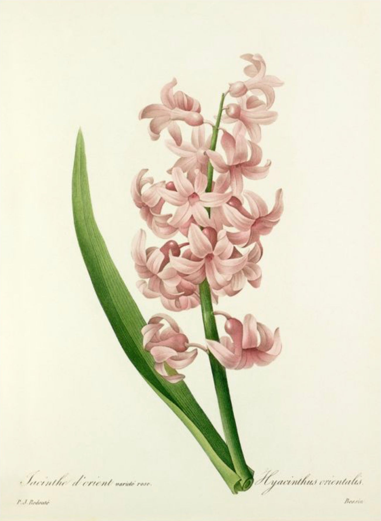 Hyacinthus Orientalis - Varieté Rose