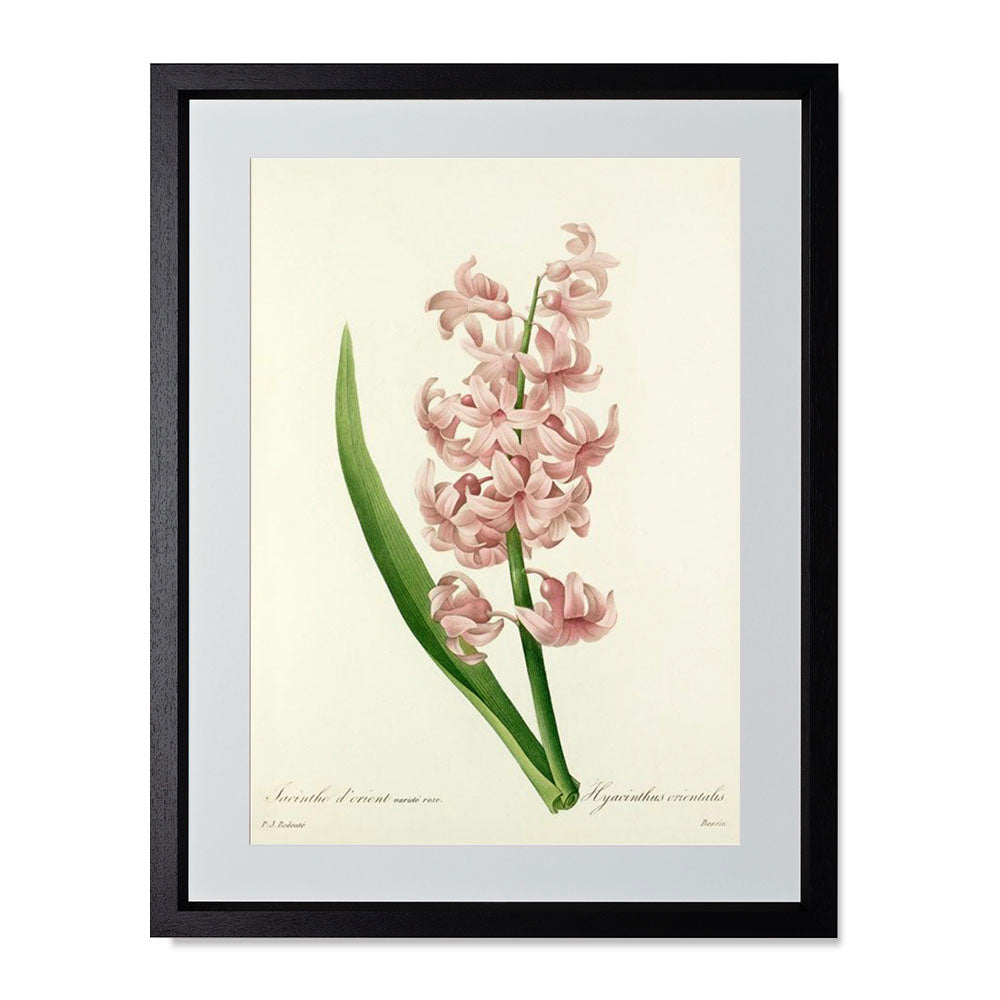 Hyacinthus Orientalis - Varieté Rose